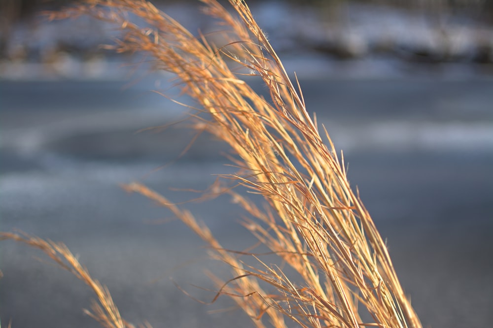 a close up of a plant with snow in the background