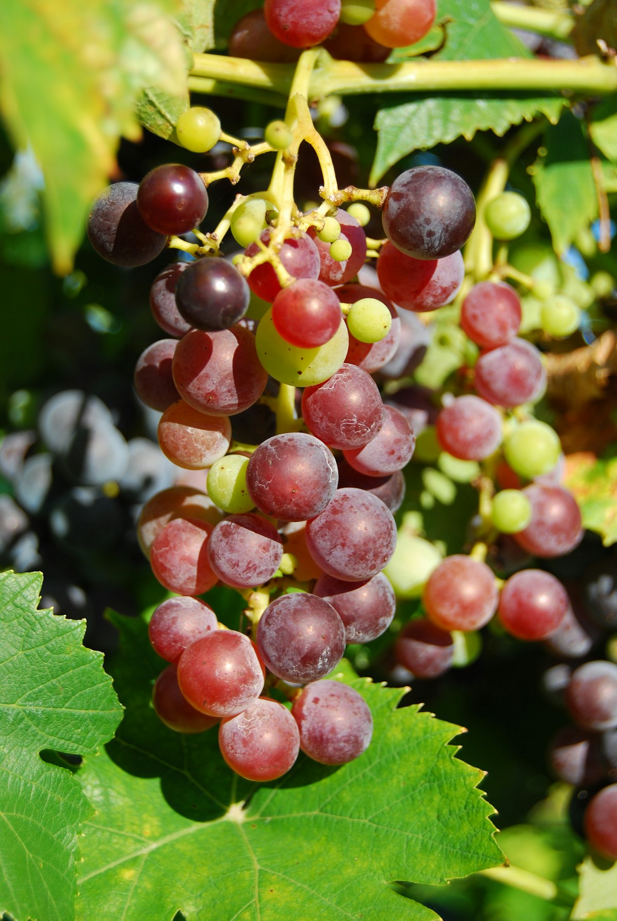 Dark Cabernet Sauvignon grape clusters hanging on the vine in a Sonoma County vineyard