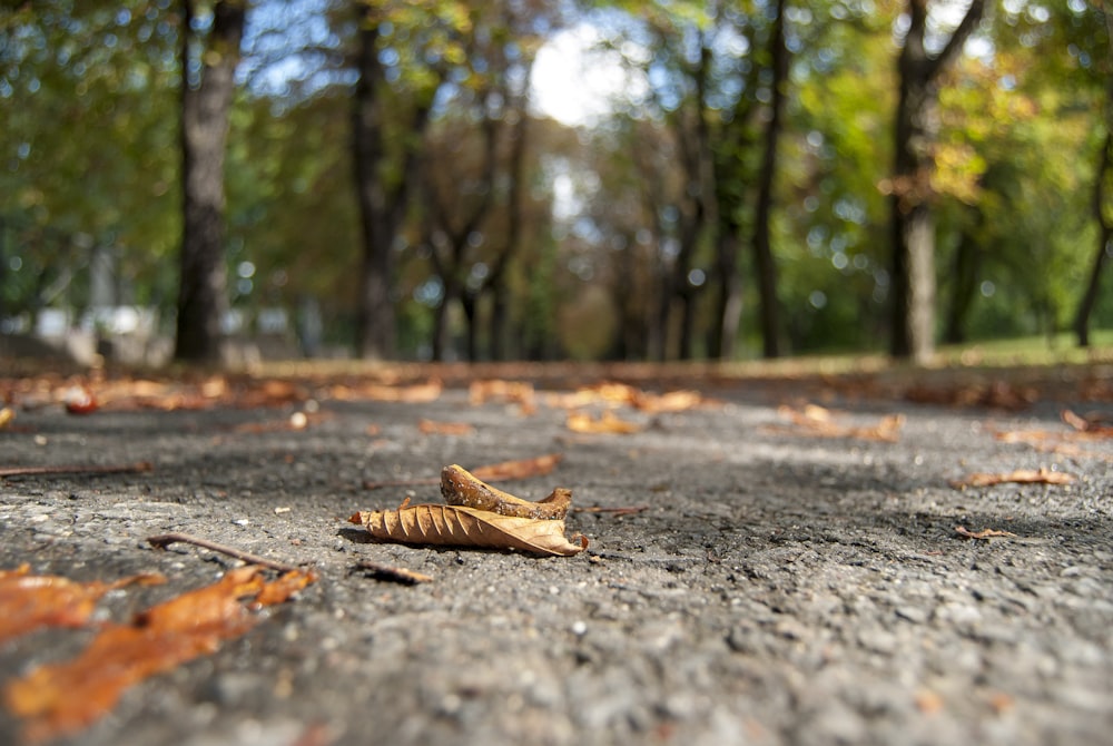 a leaf laying on the ground in a park