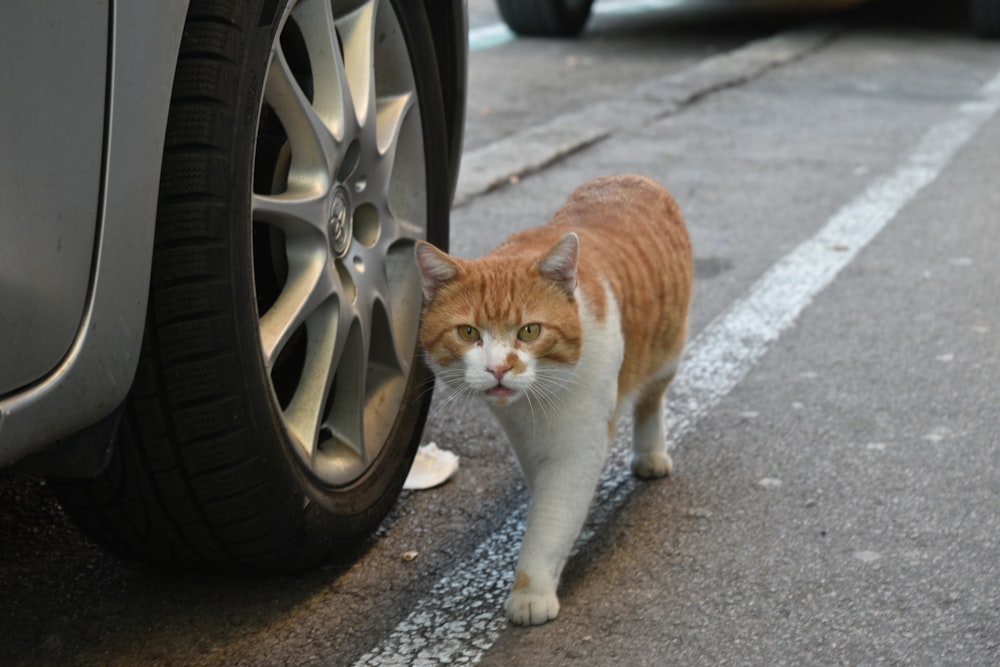 an orange and white cat standing next to a car