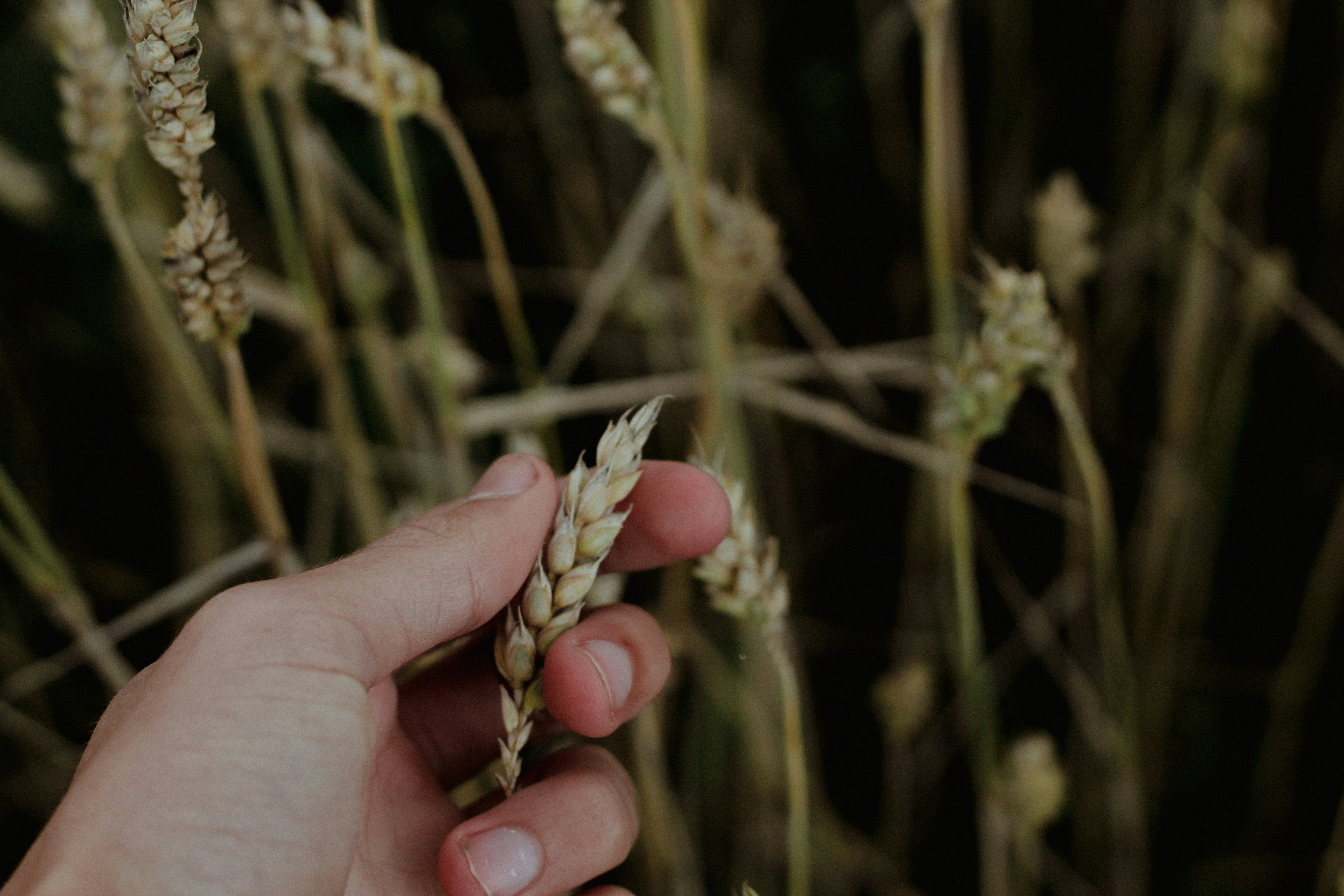 Hand holding wheat