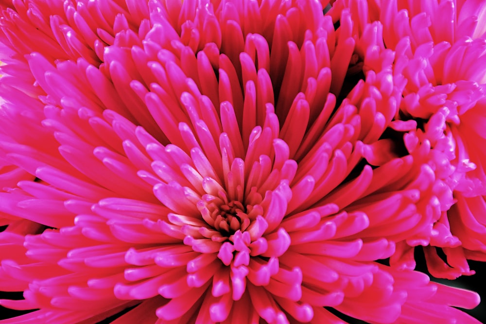 eine Nahaufnahme einer rosa Blume auf schwarzem Hintergrund
