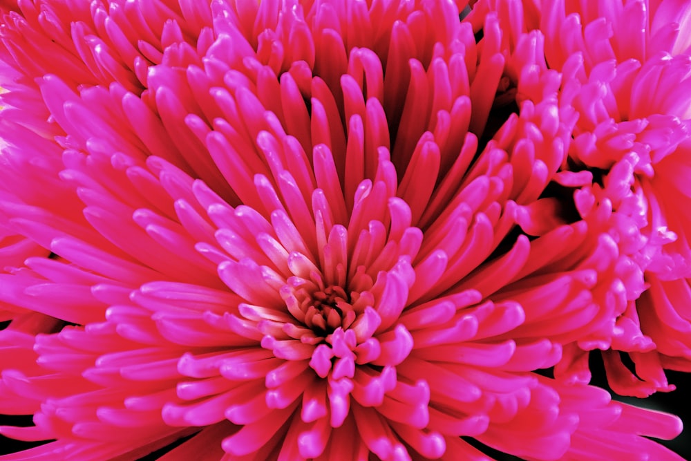 a close up of a pink flower on a black background