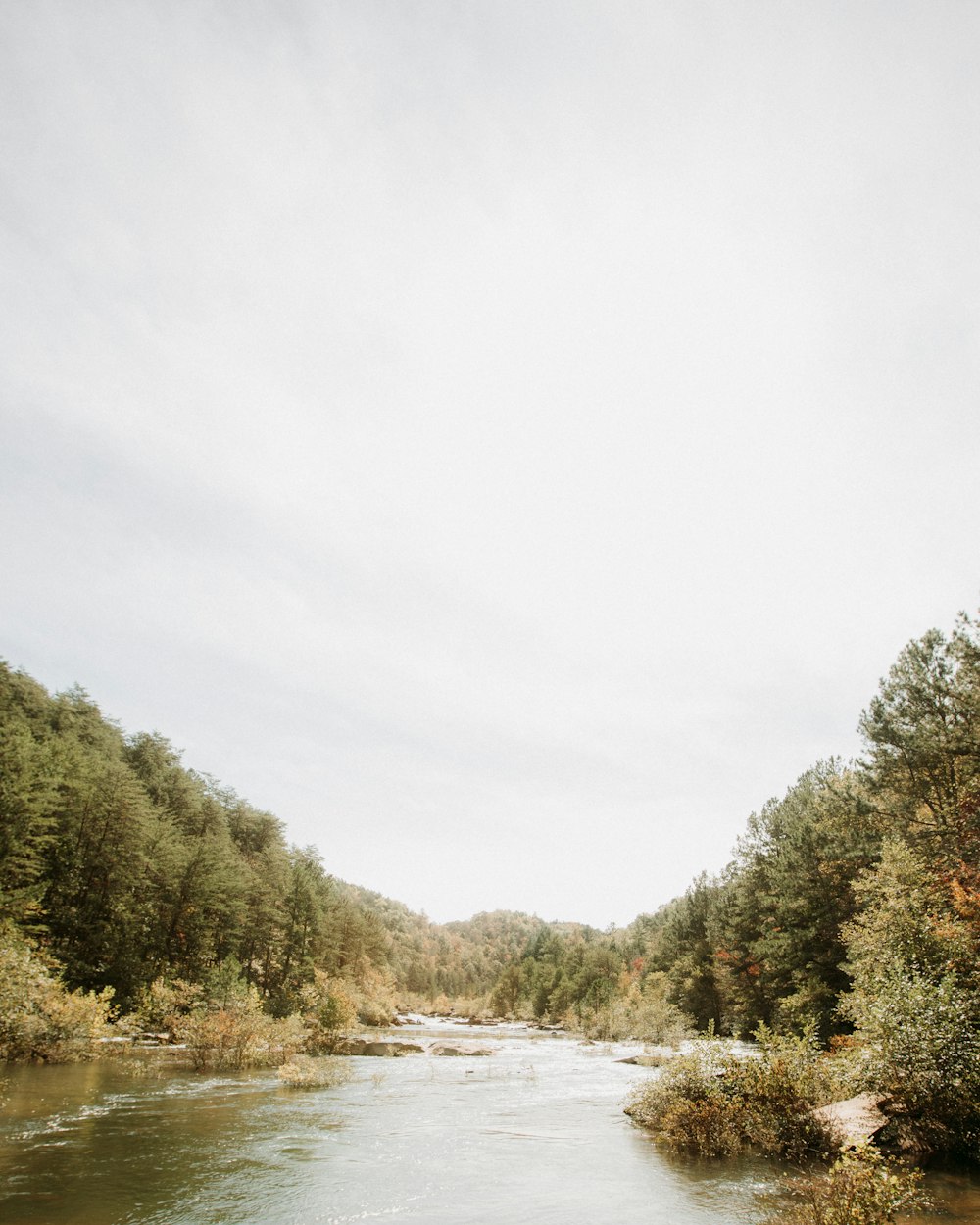 a river running through a lush green forest