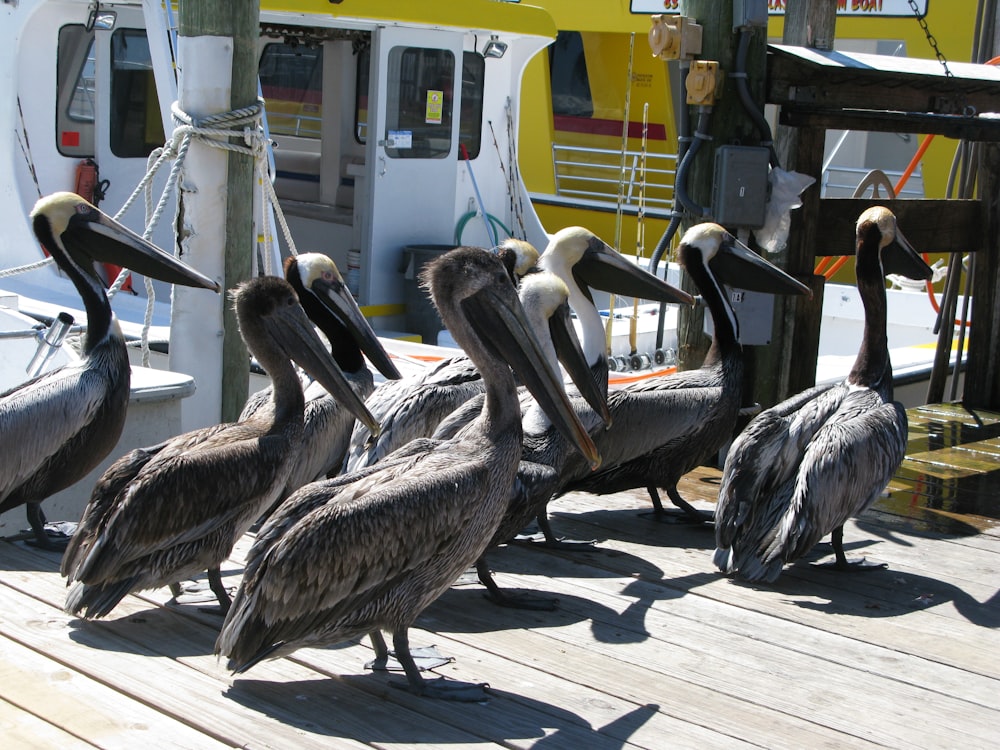 a group of pelicans sitting on a dock