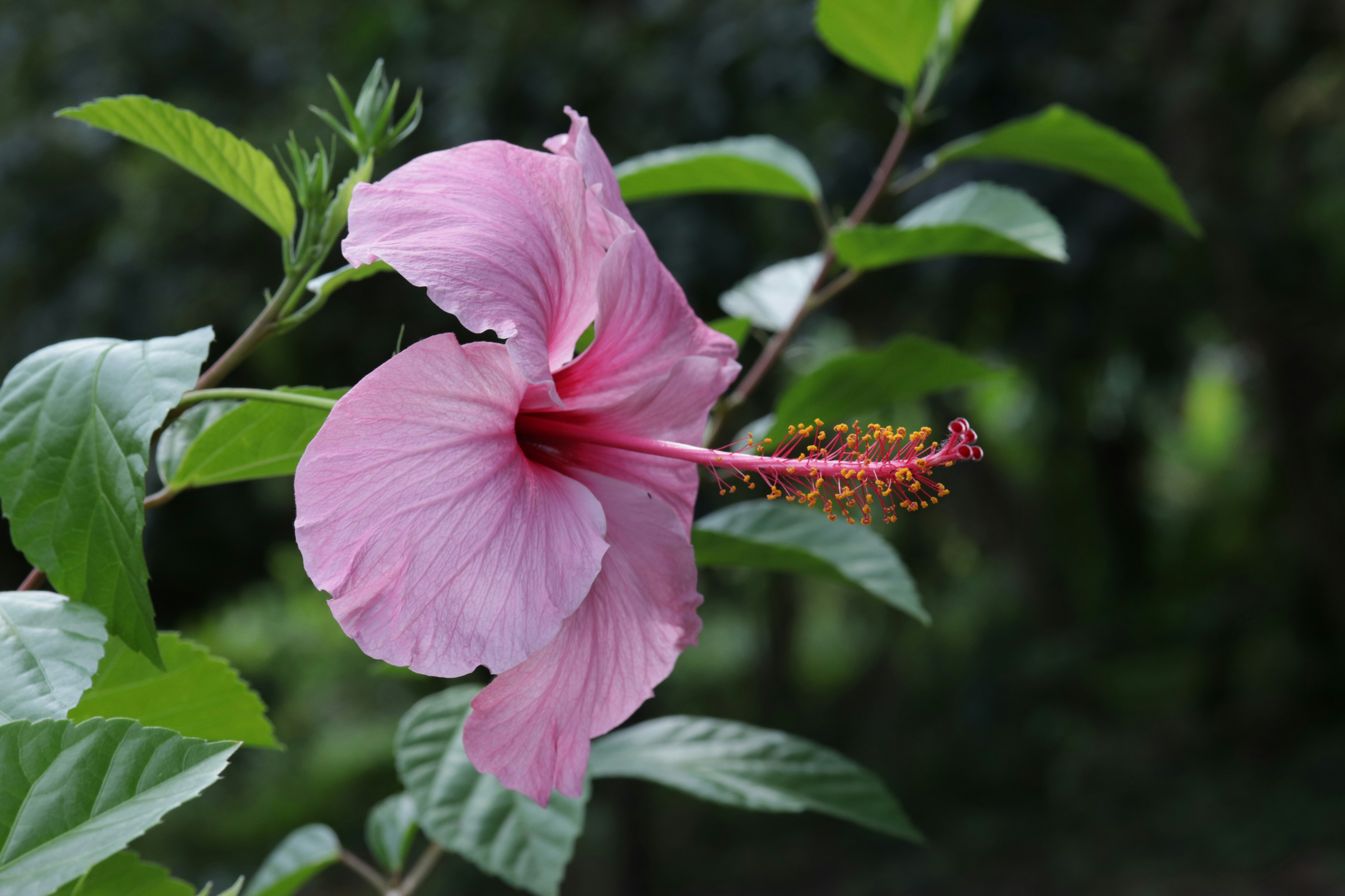 a pink flower with green leaves and a red stamen