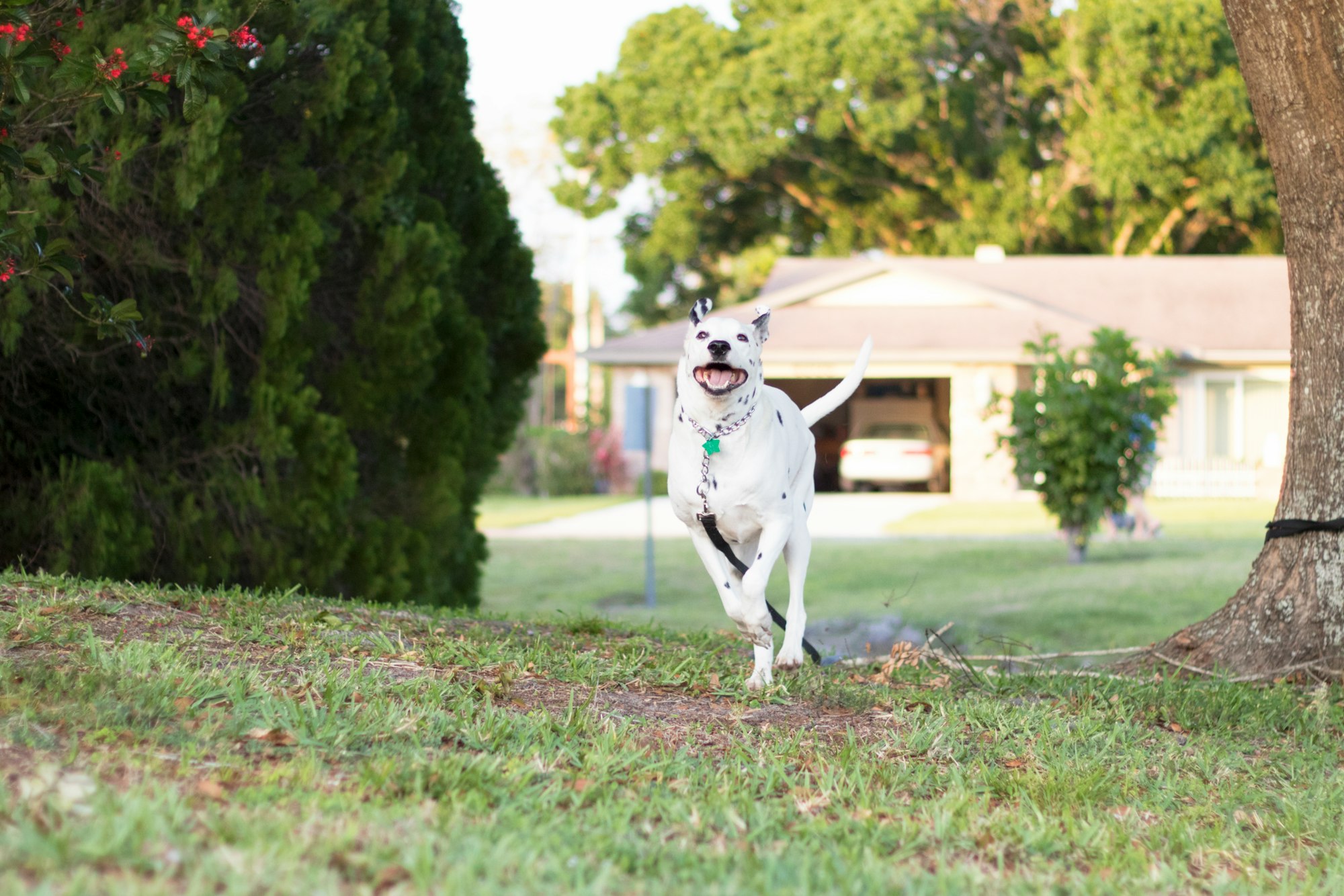 can dalmatians have brown spots