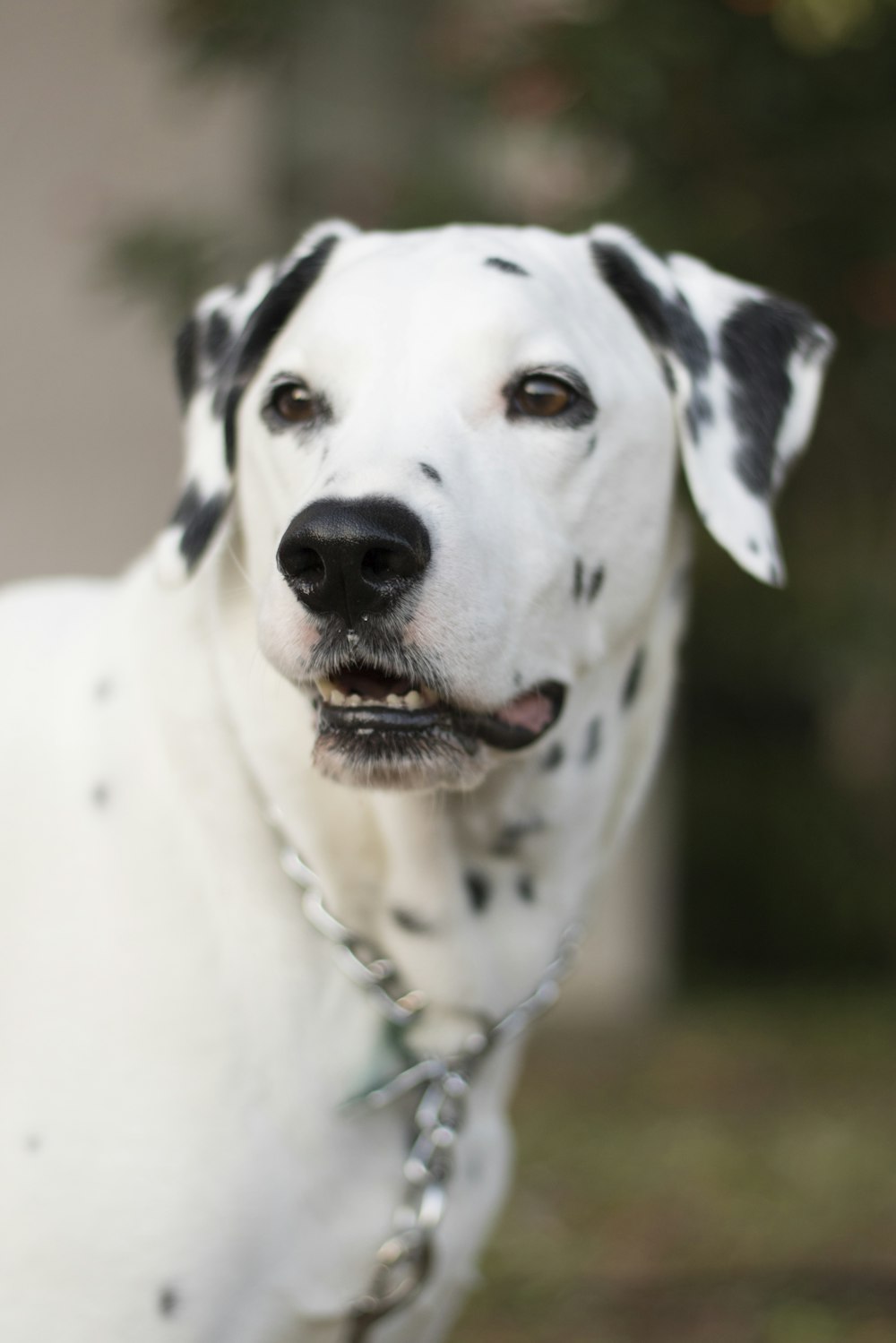 a dalmatian dog with black spots on it's face