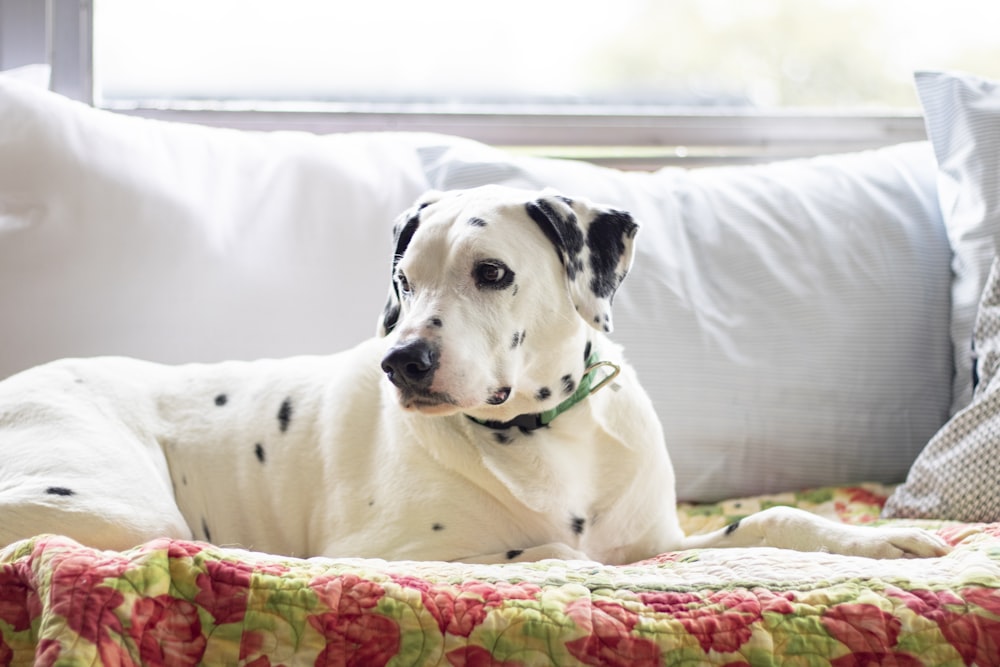 a dalmatian dog is laying on a bed