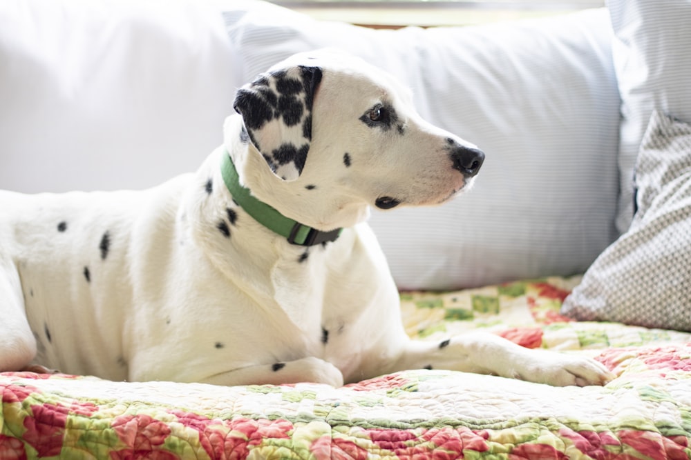 a dalmatian dog is laying on a bed