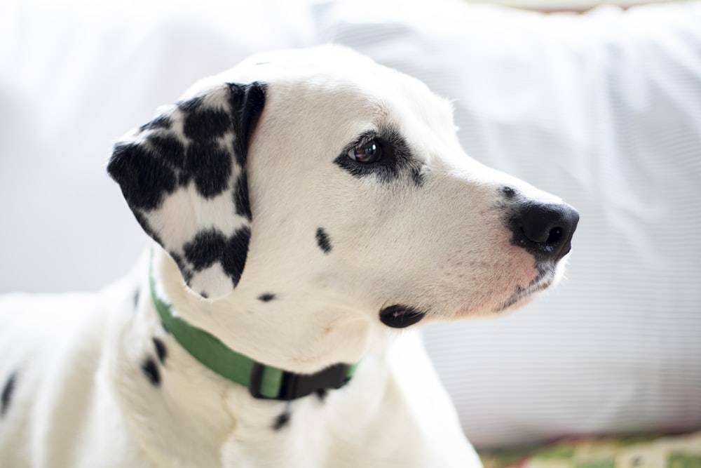 a dalmatian dog is sitting on a bed