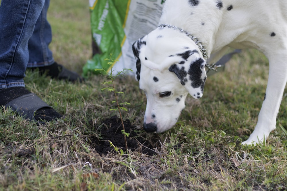 a dalmatian dog sniffing a plant in the grass