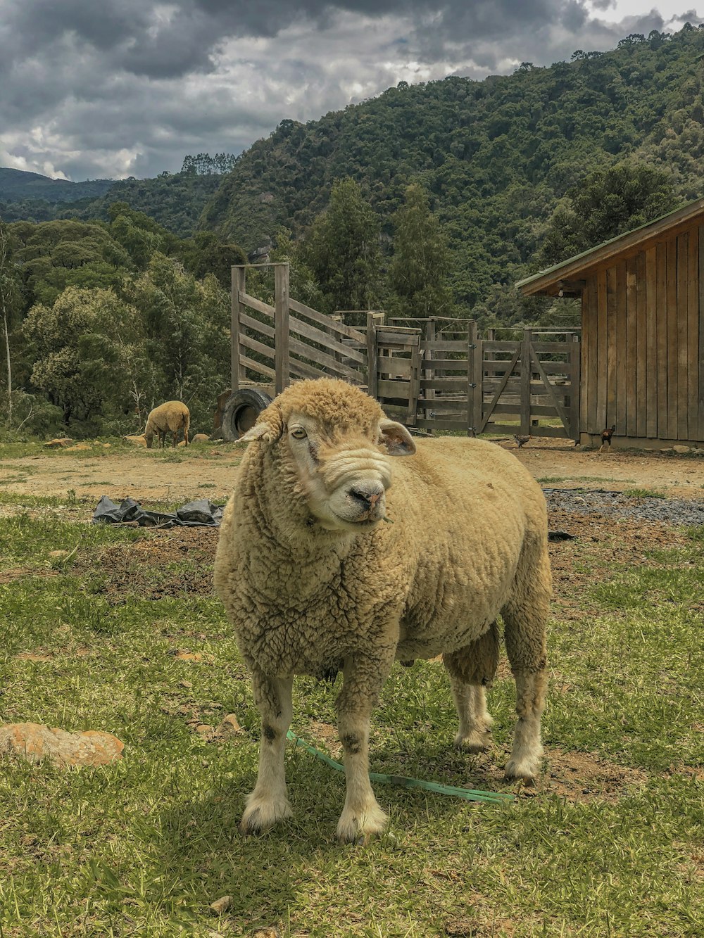 a sheep standing in the grass near a fence