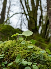 a moss covered rock with a plant growing out of it