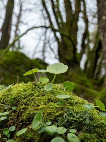 a moss covered rock with a plant growing out of it