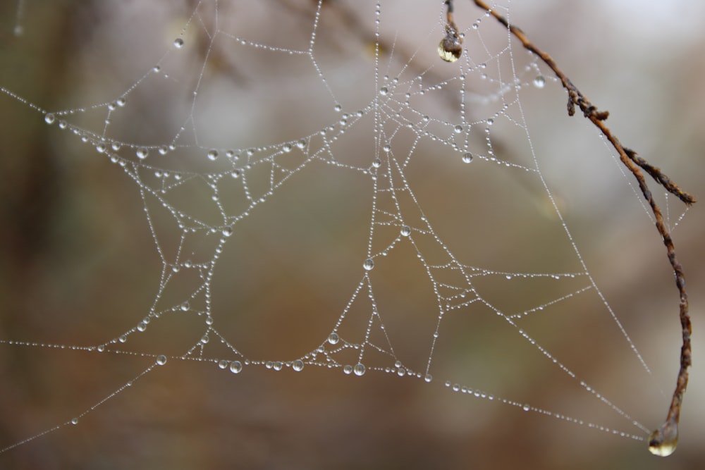 a close up of a spider web with drops of water on it