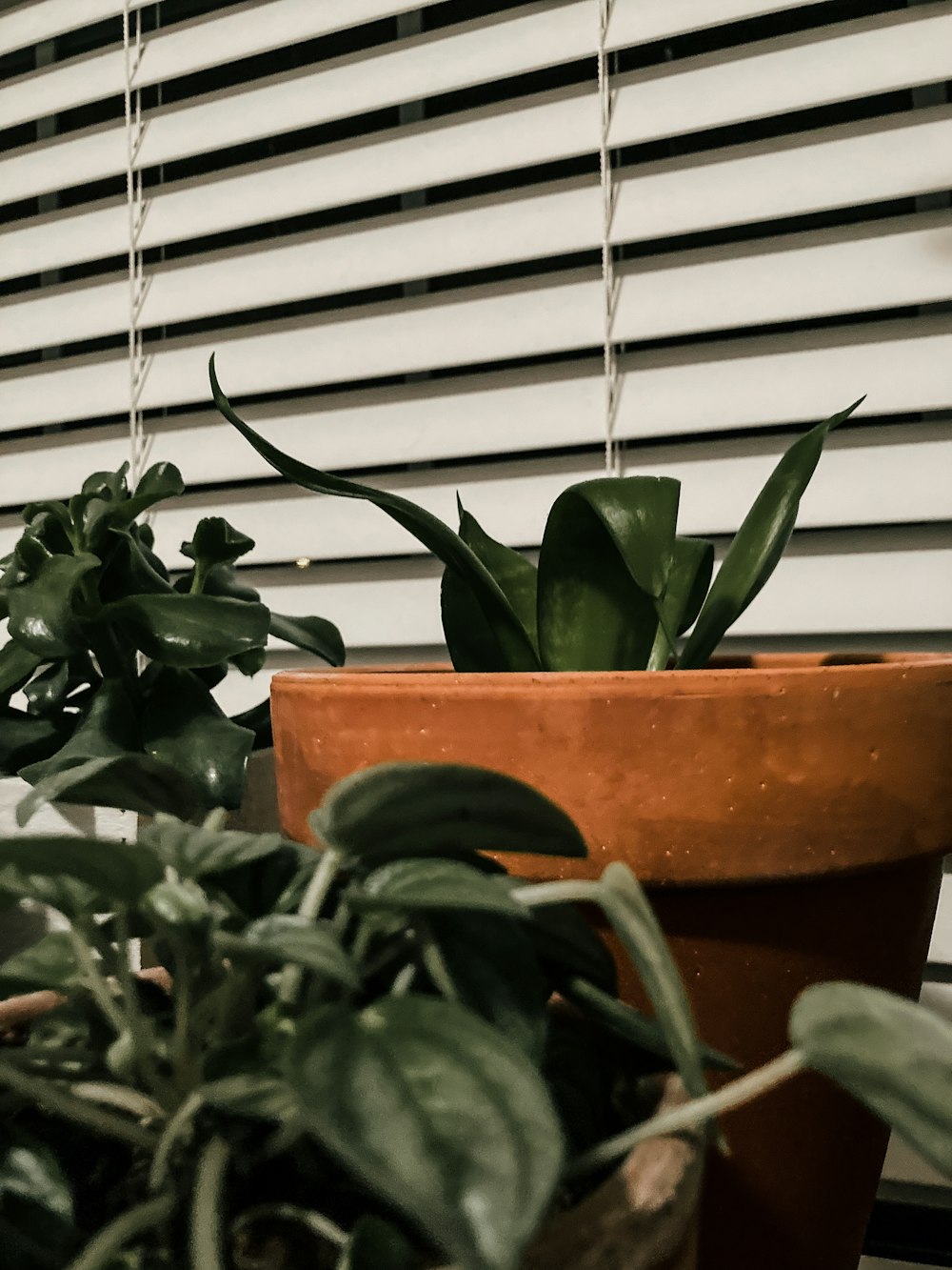 un paio di piante in vaso sedute una accanto all'altra