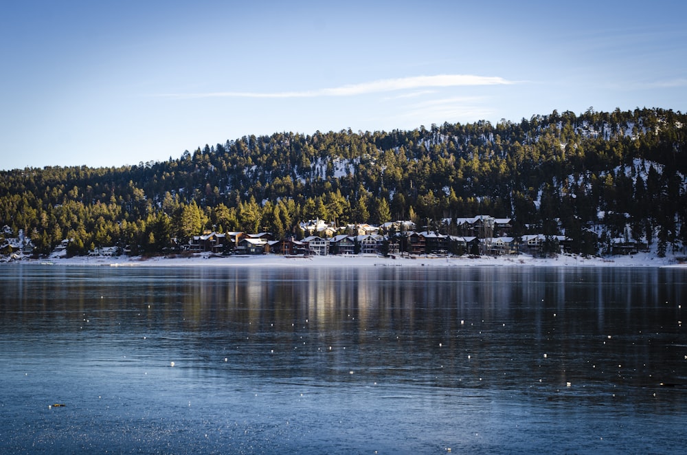 a large body of water surrounded by a forest