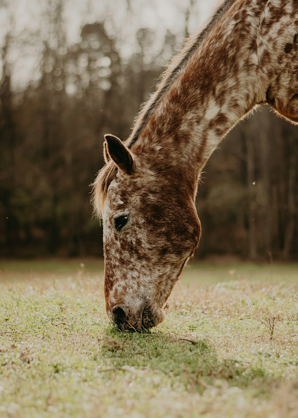 a giraffe eating grass in a field with trees in the background