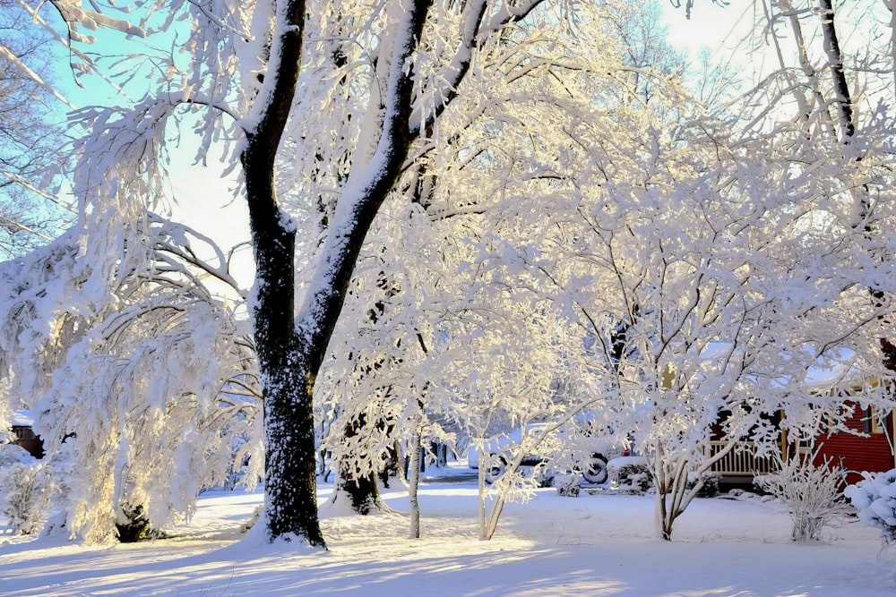 um parque coberto de neve com árvores e um edifício vermelho