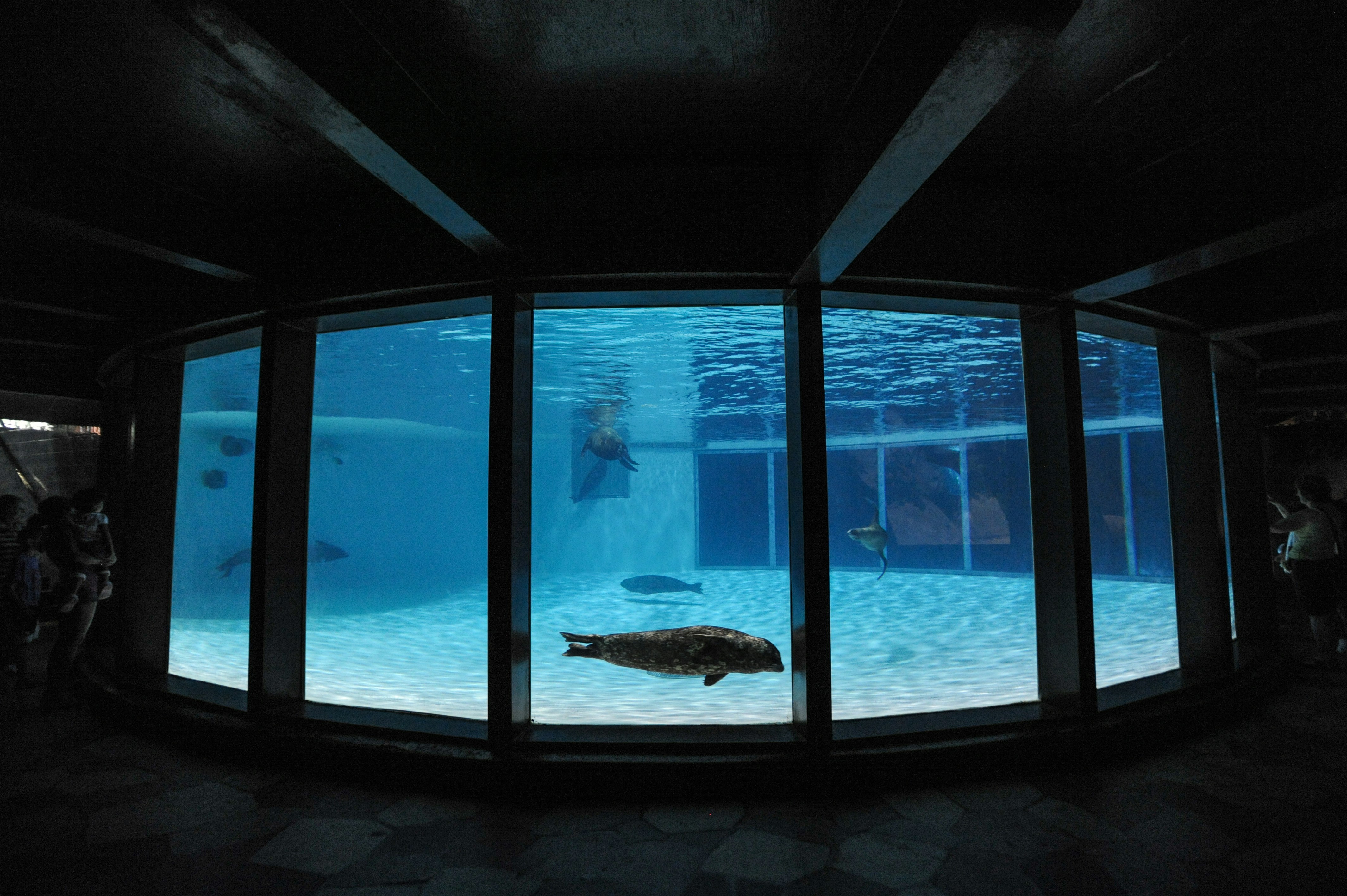 Indianapolis Zoo Dolphin Dome