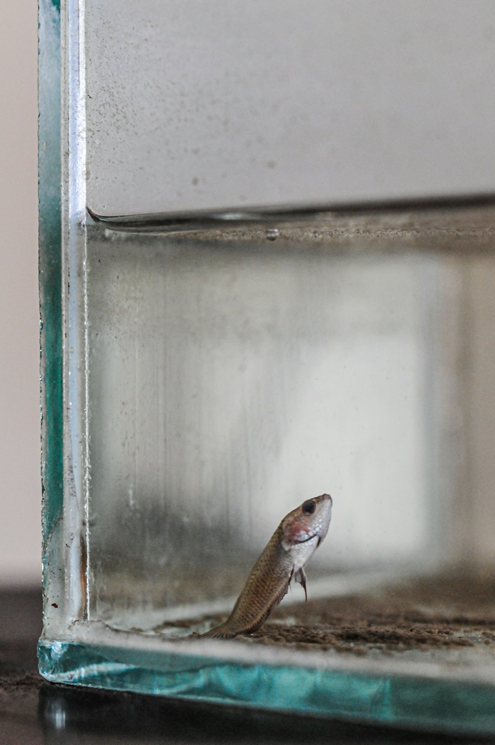 a small fish in a glass container on a table
