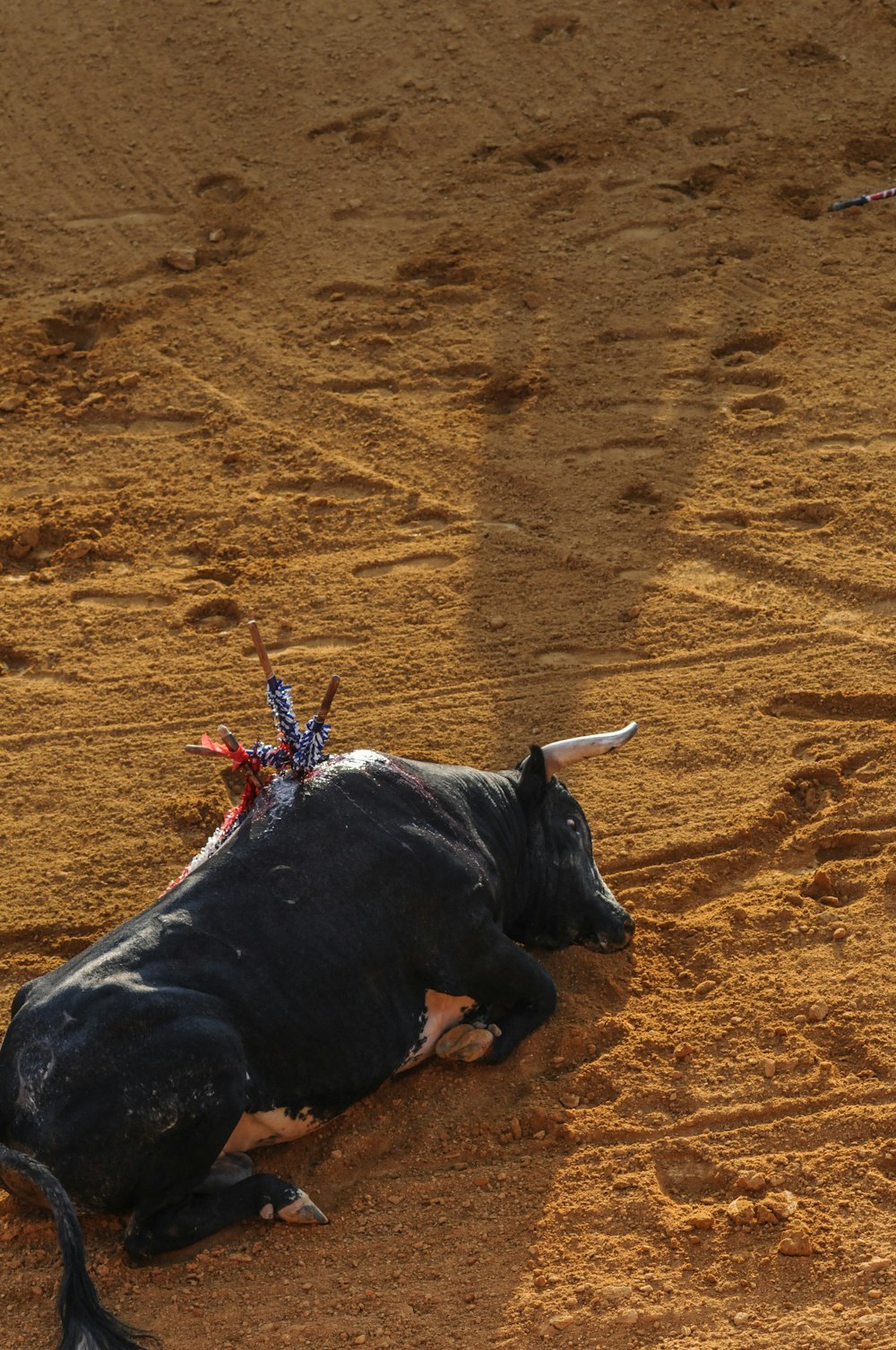 a bull laying on the ground in a dirt field