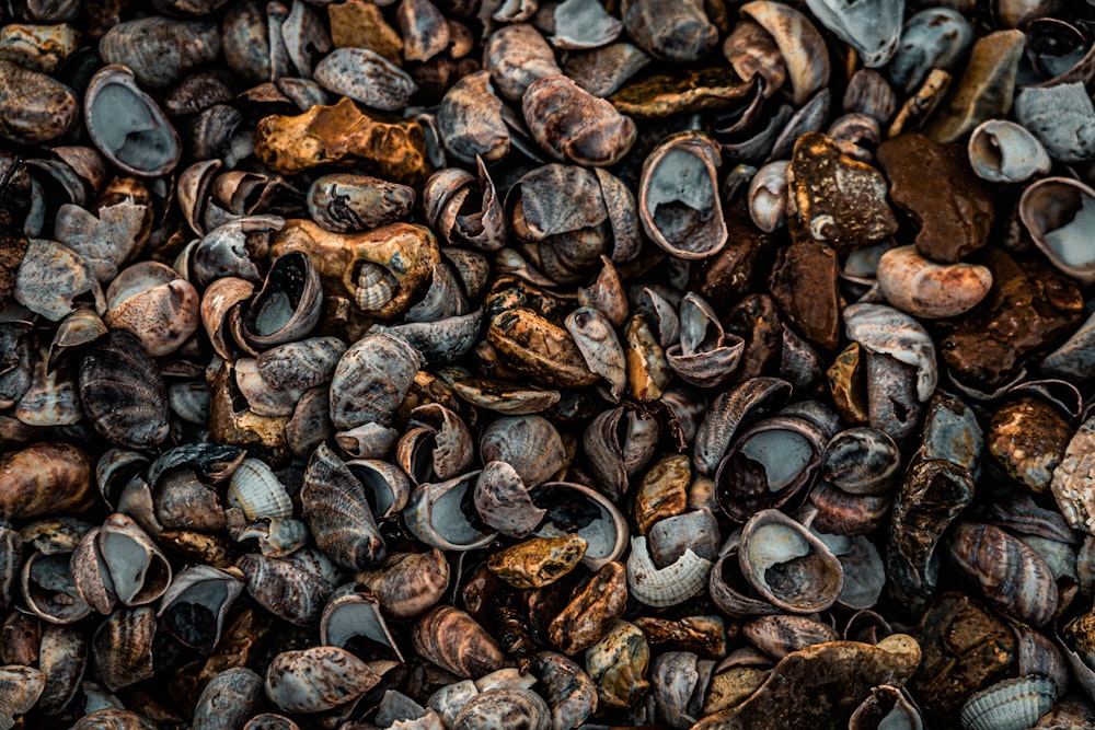 a close up of a bunch of shells