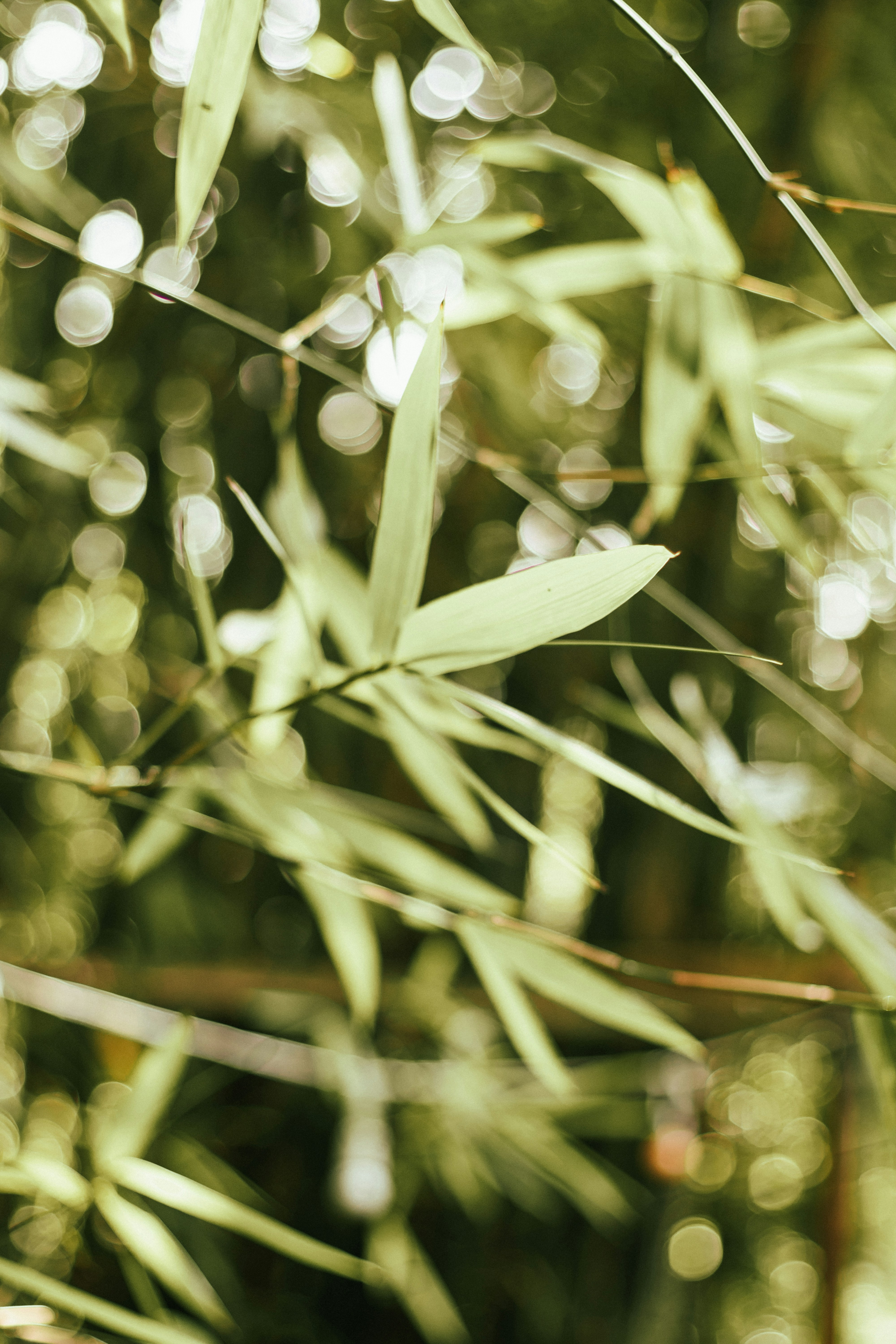 Photo by larissasampaio