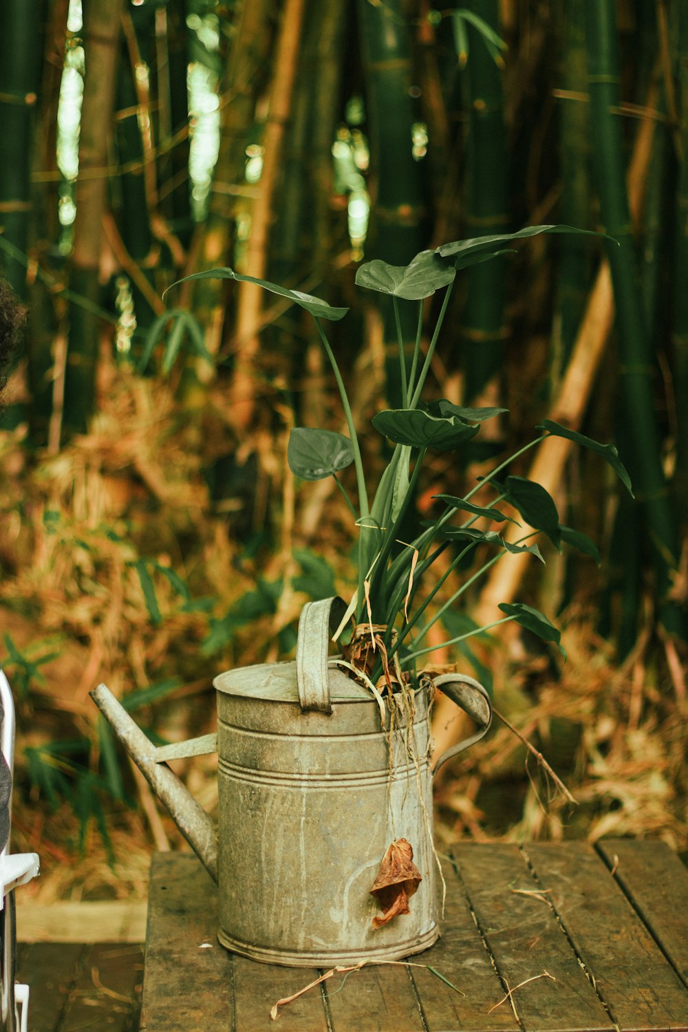 a woman sitting at a table with a watering can