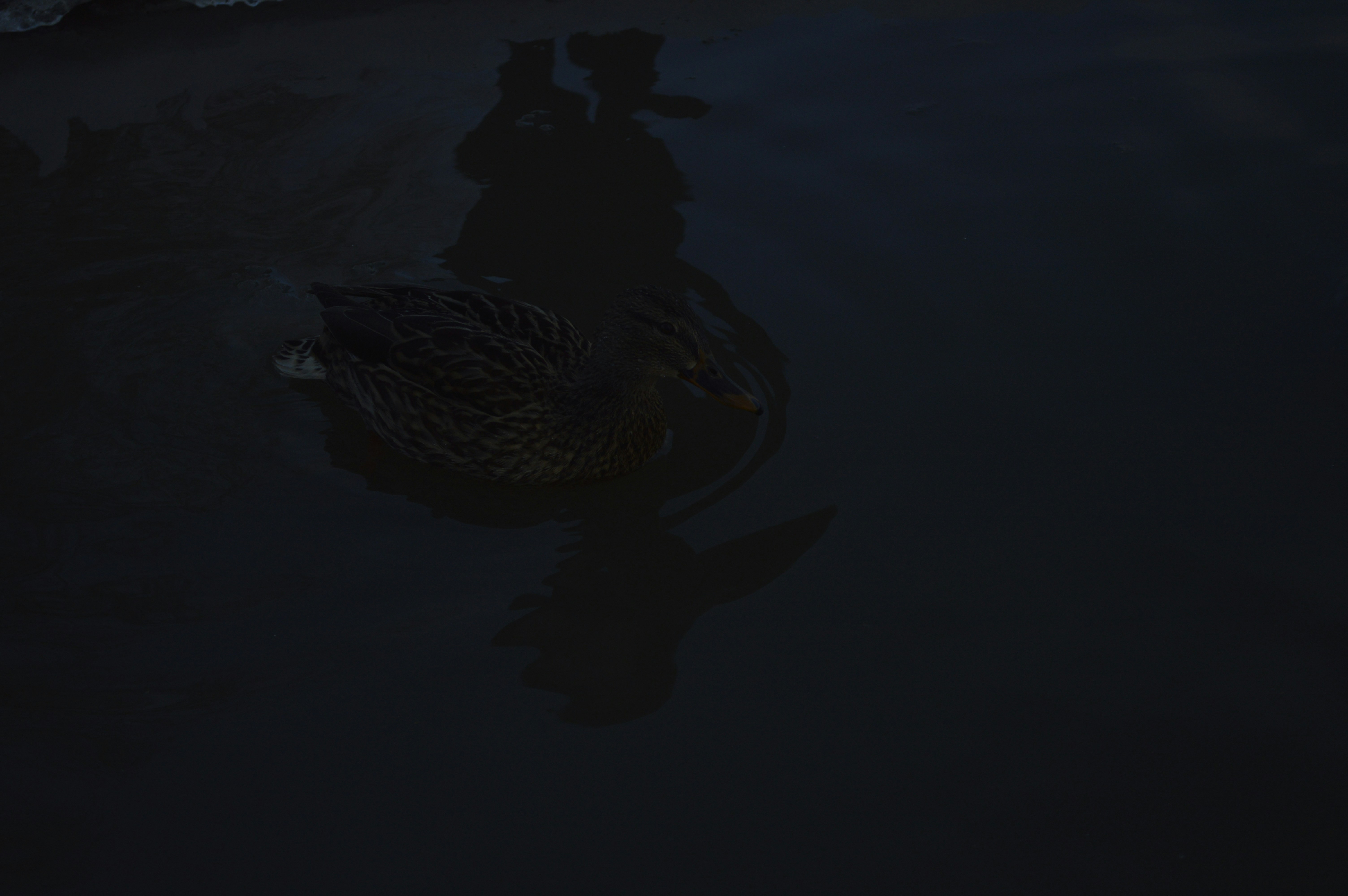 a duck floating on top of a body of water