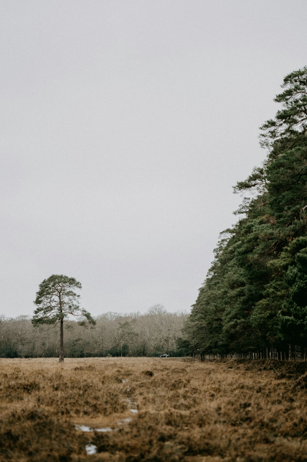 a field with a lone tree in the middle of it