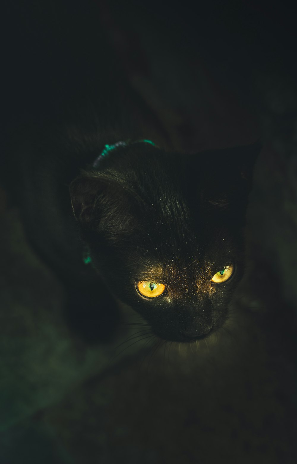 Un gatto nero con gli occhi gialli luminosi che guardano la telecamera