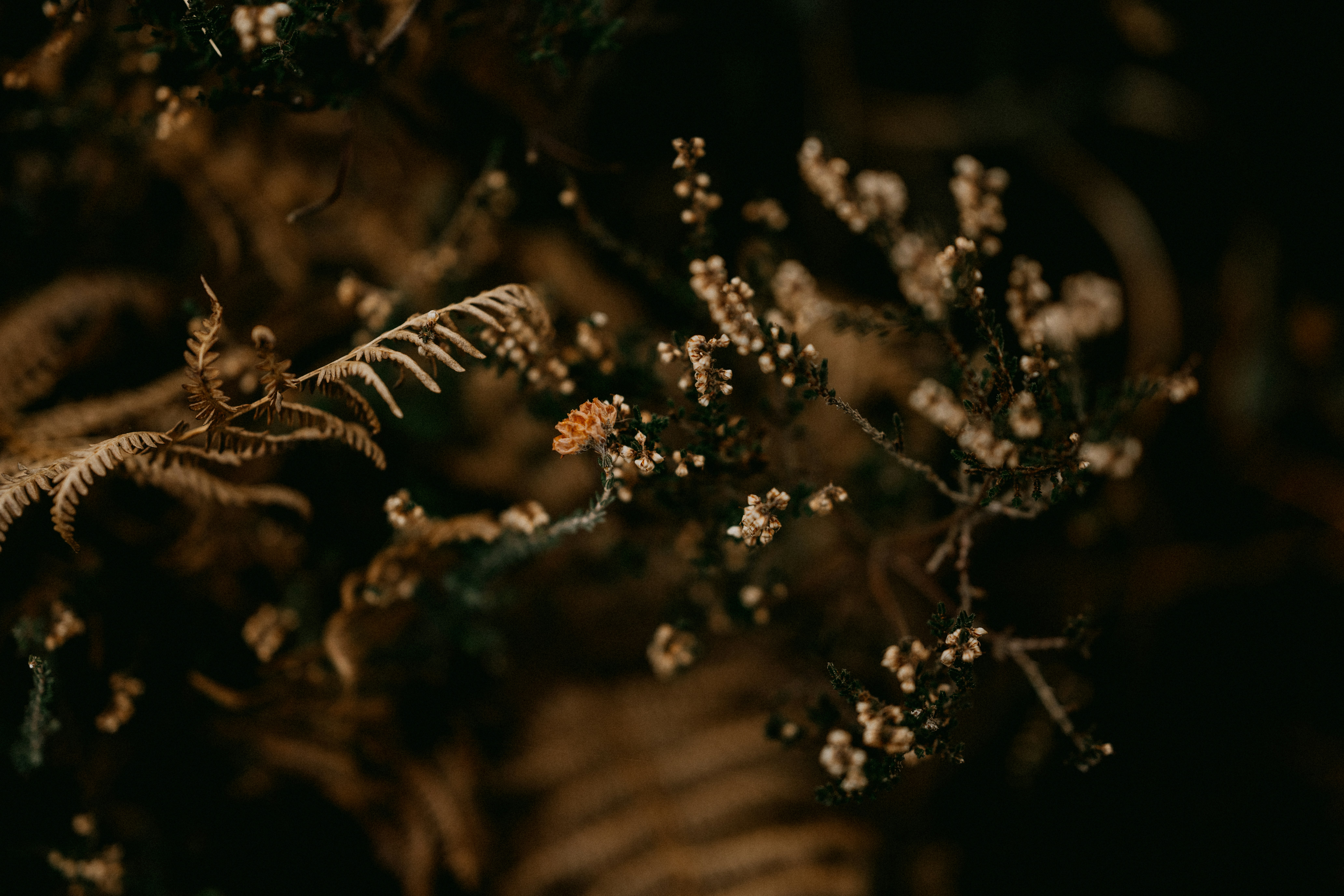 Photo by anniespratt