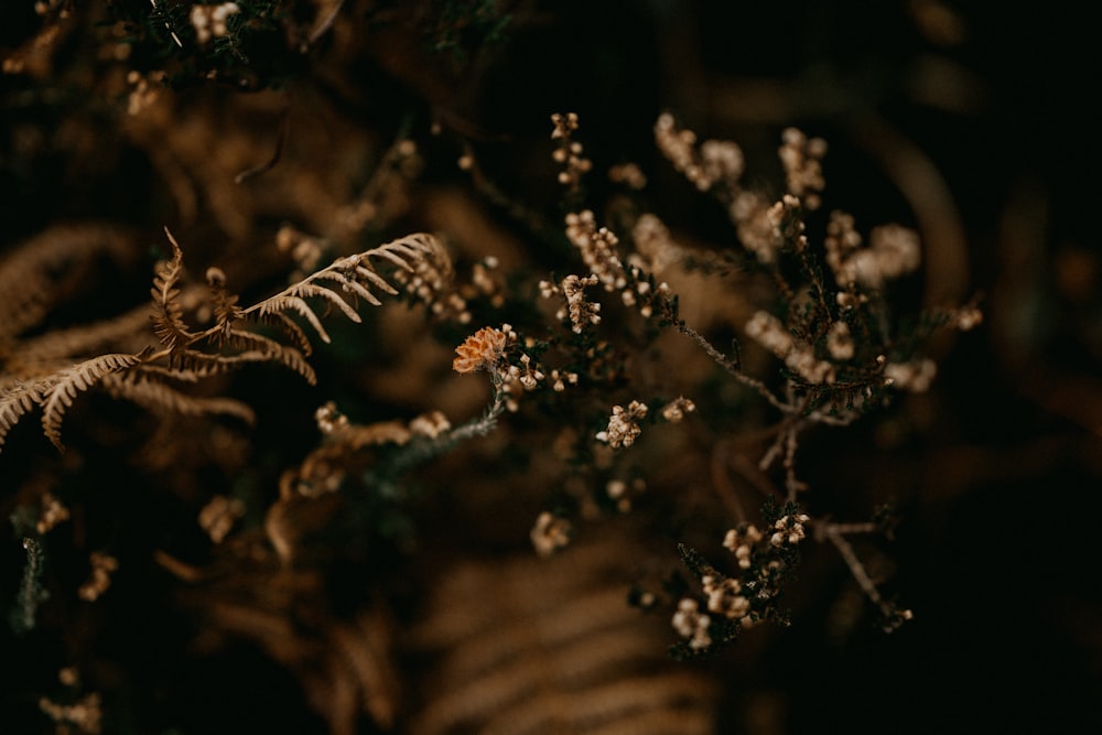 a close up of a flower