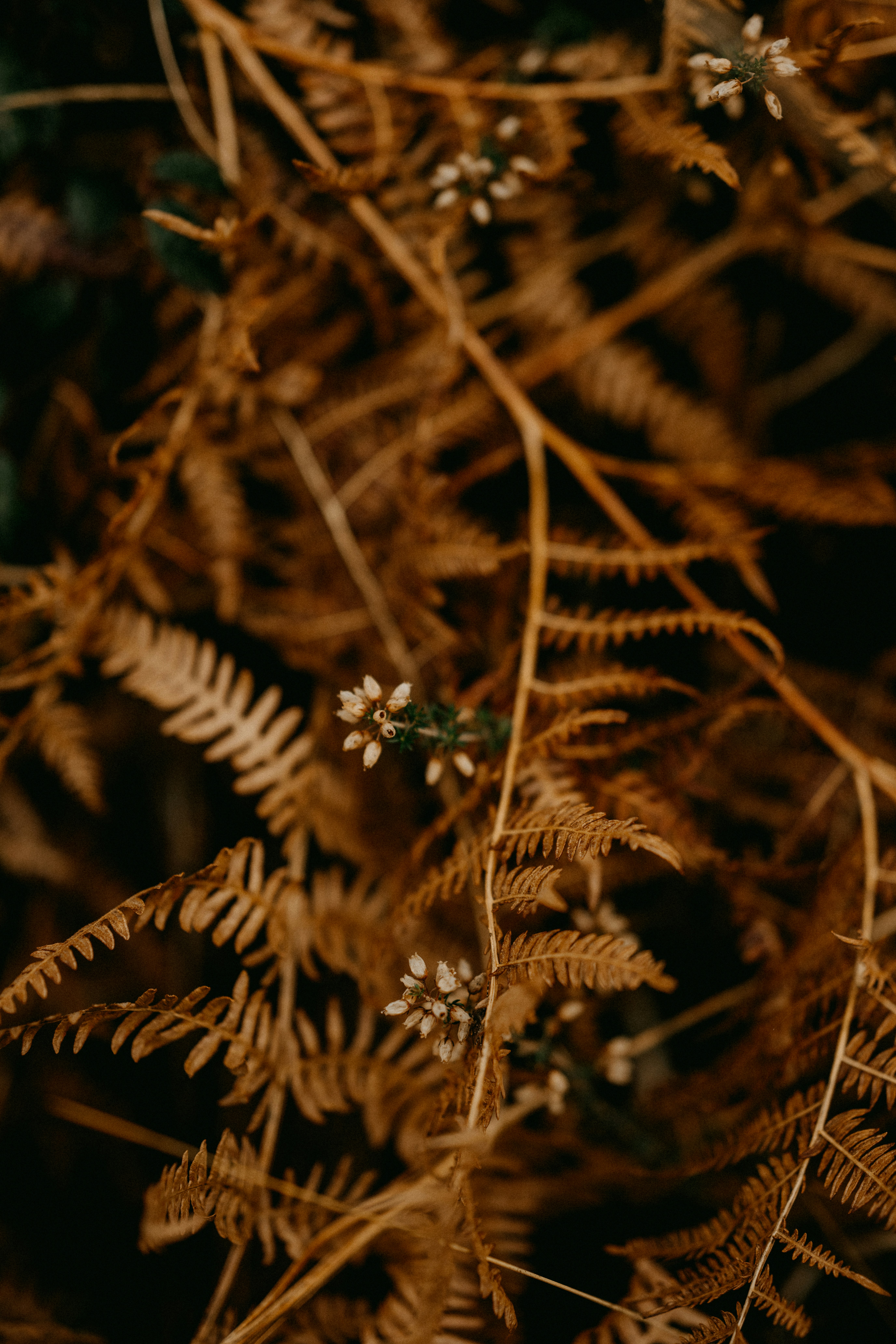 Photo by anniespratt