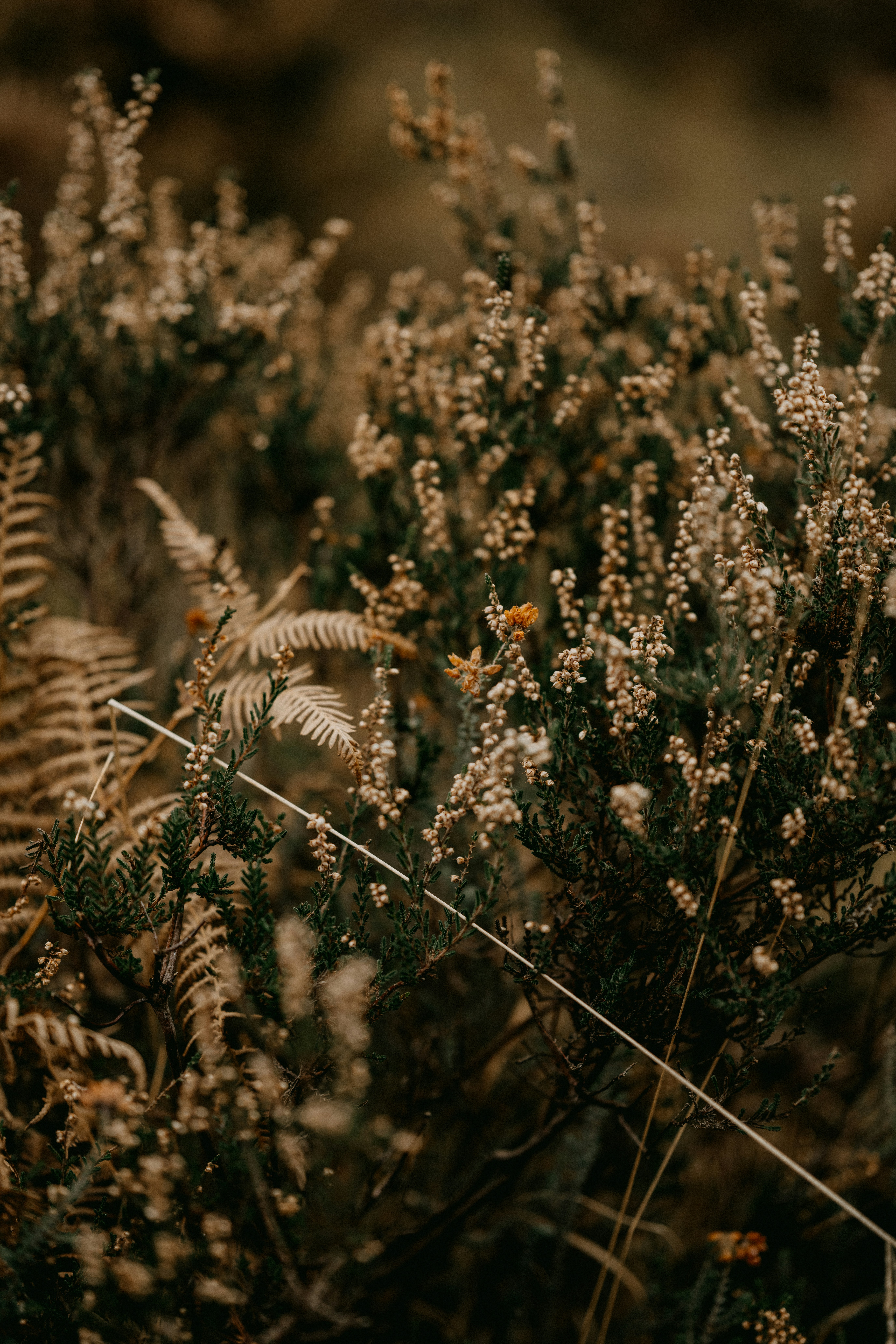 Photo by anniespratt