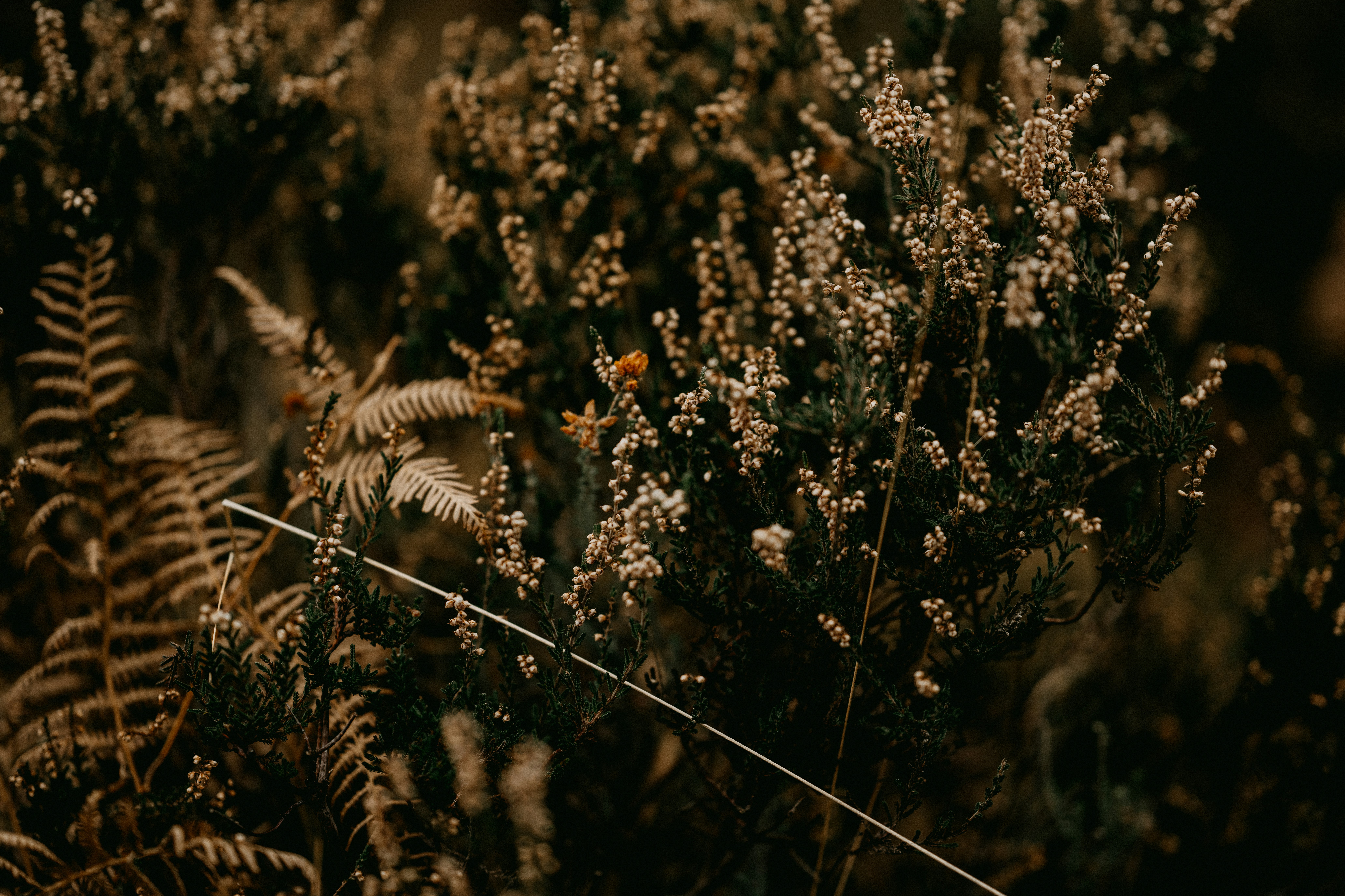 Photo by anniespratt