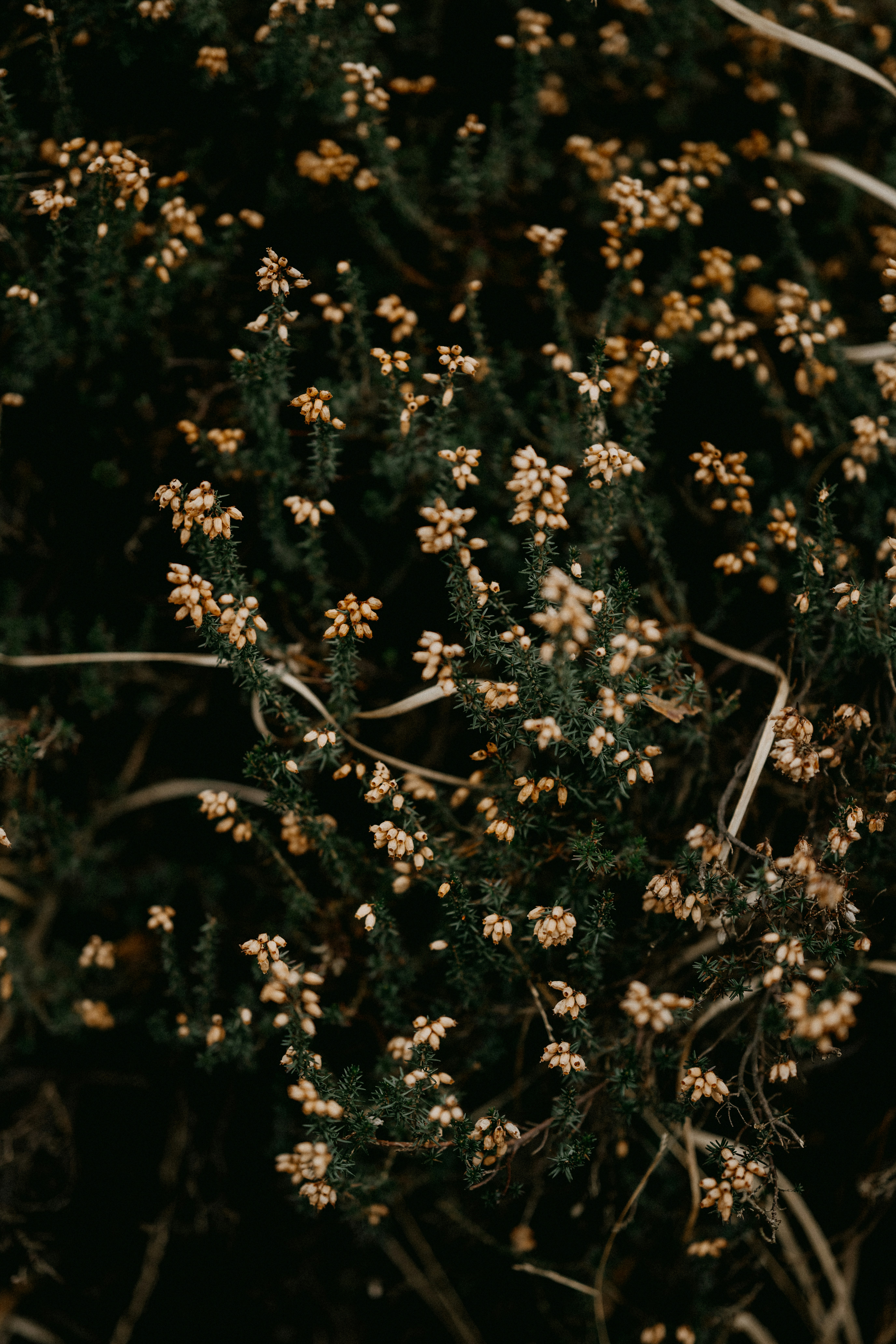 Photo by anniespratt