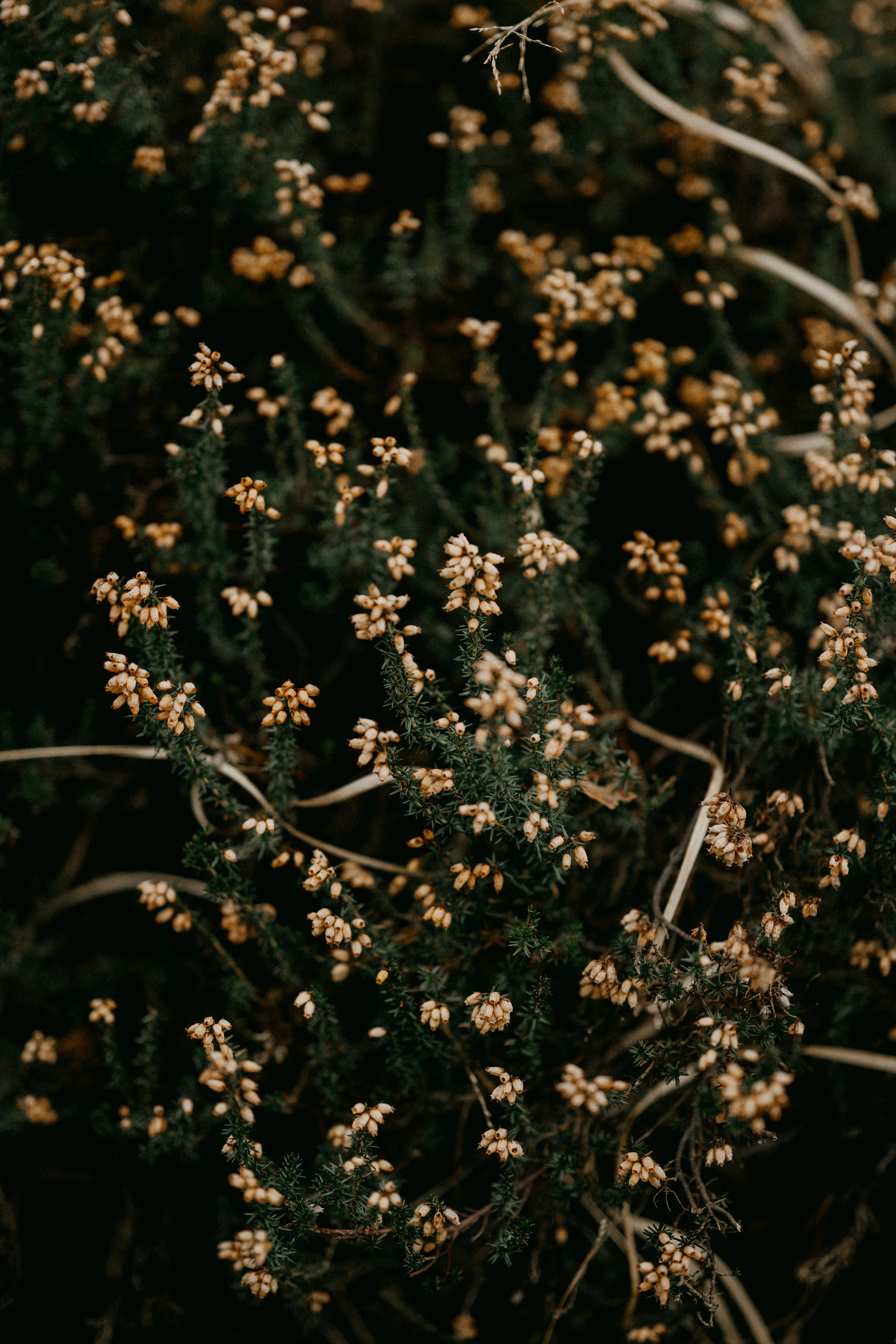 Photo by anniespratt