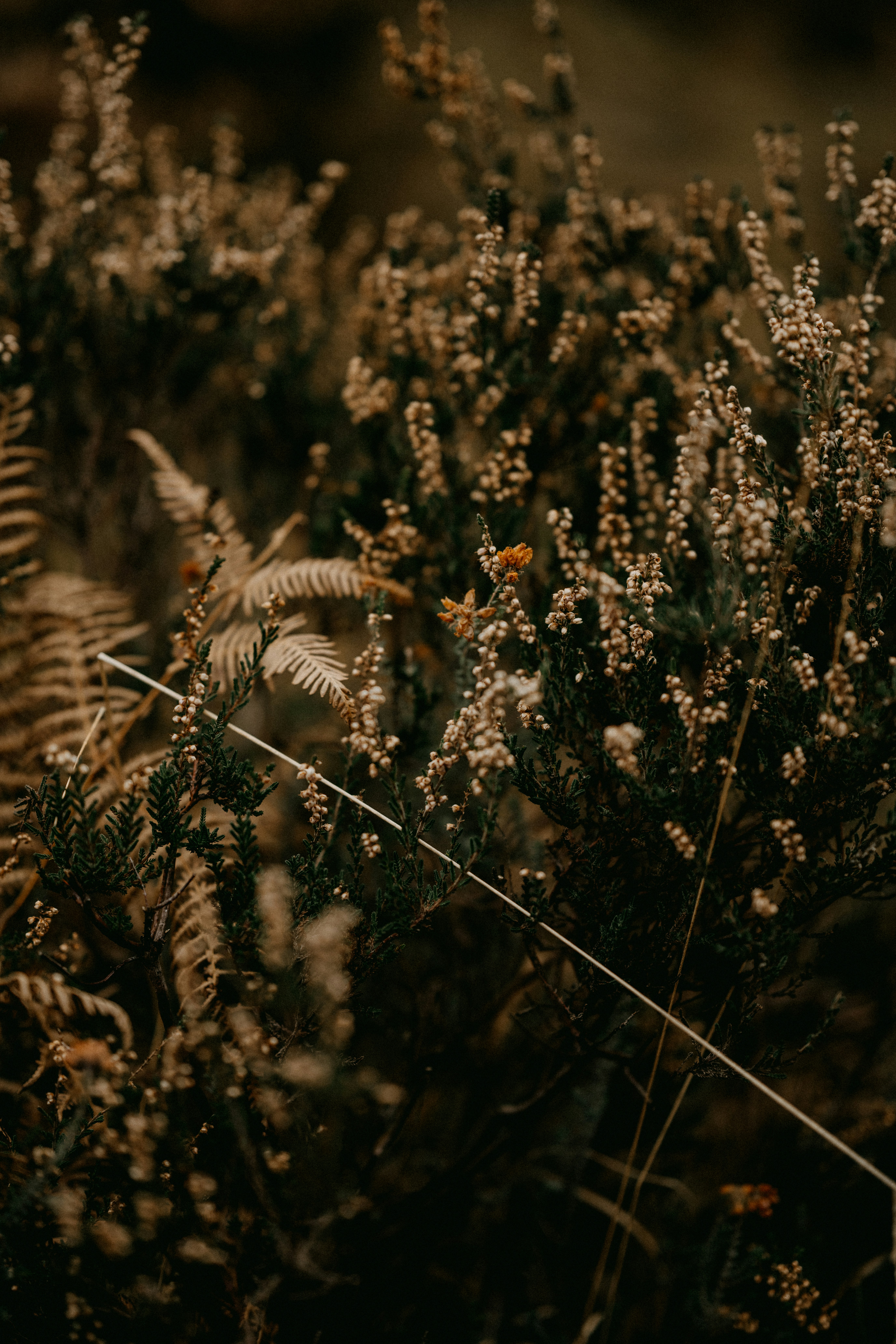 Photo by anniespratt