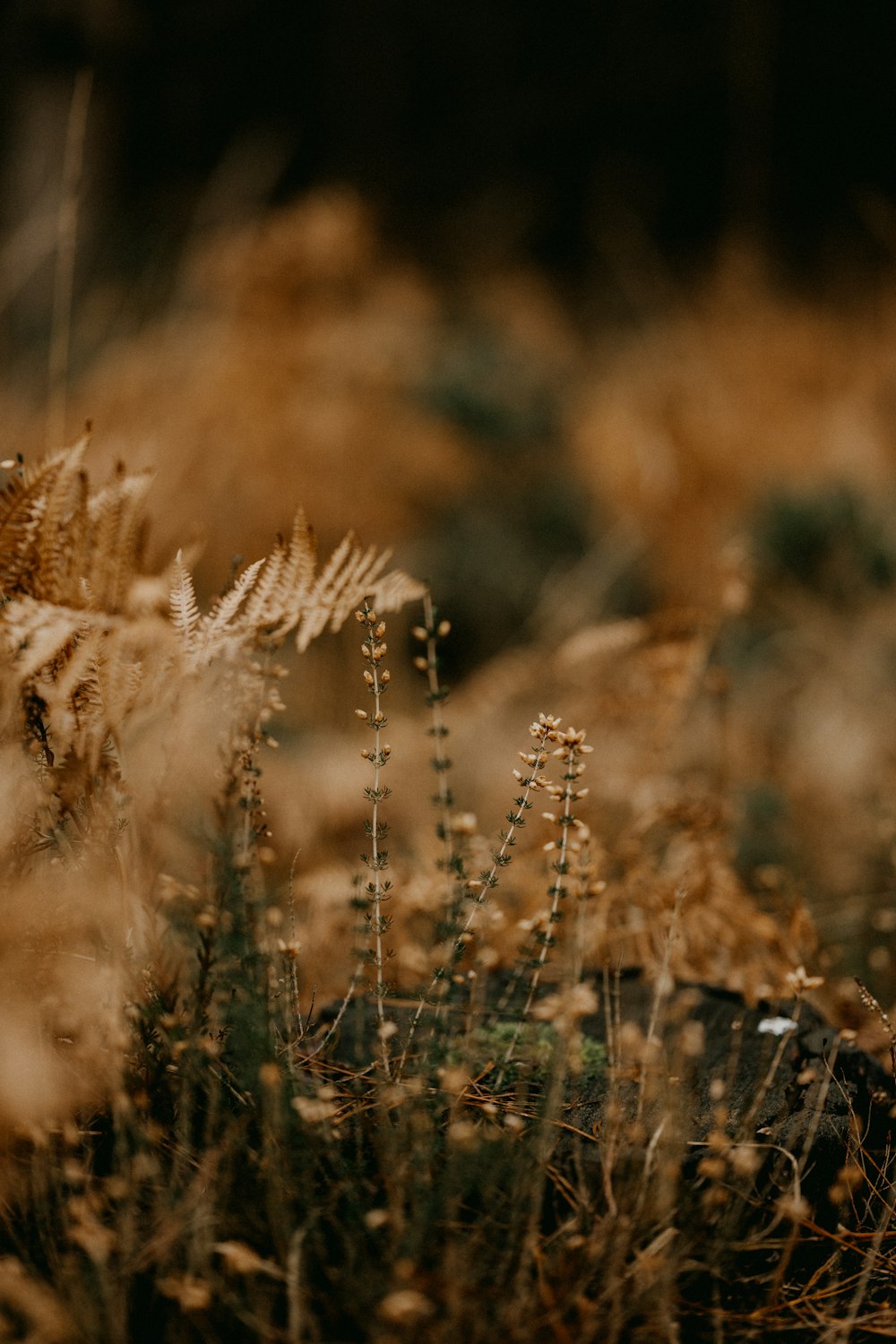 a group of tall grass