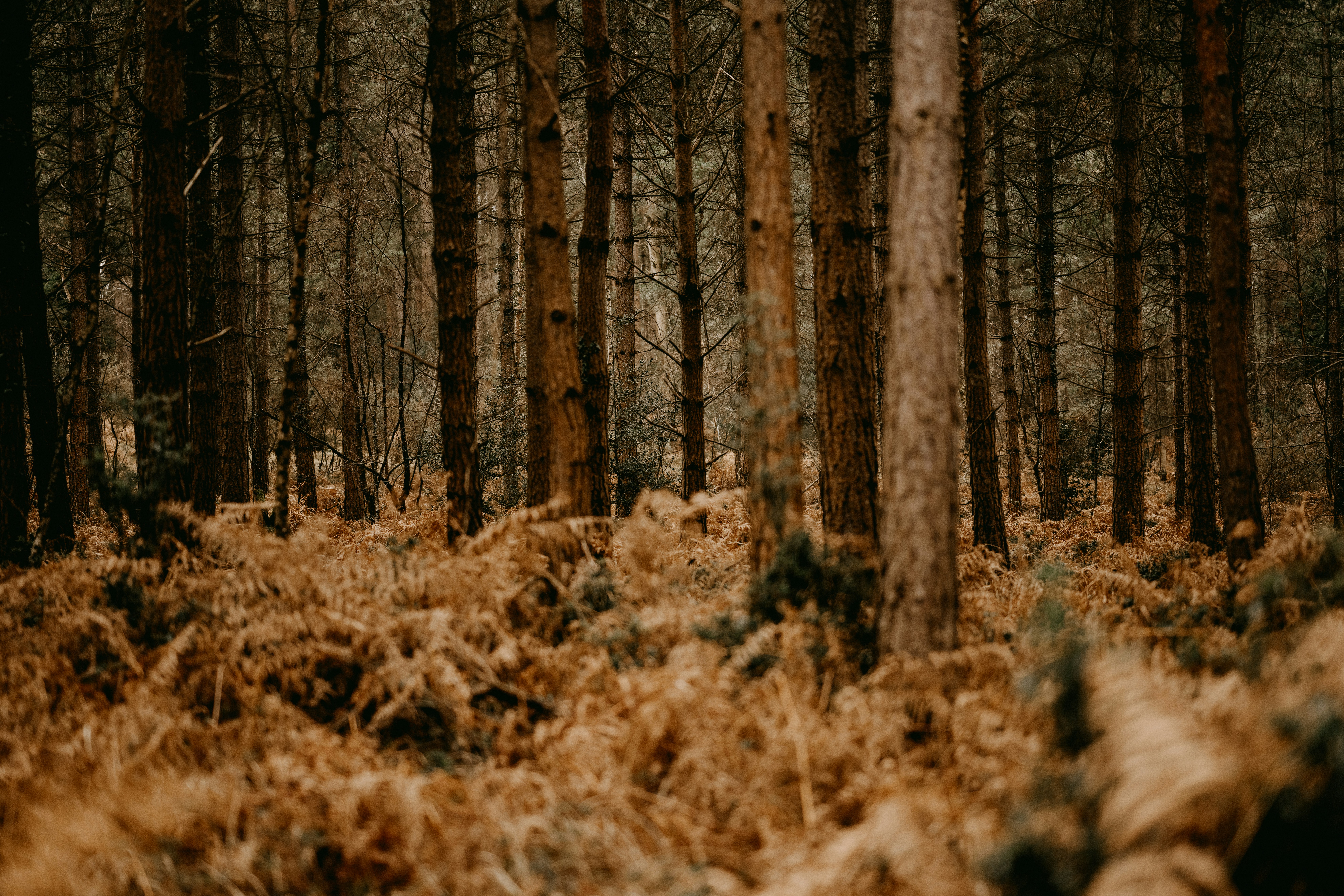 Photo by anniespratt