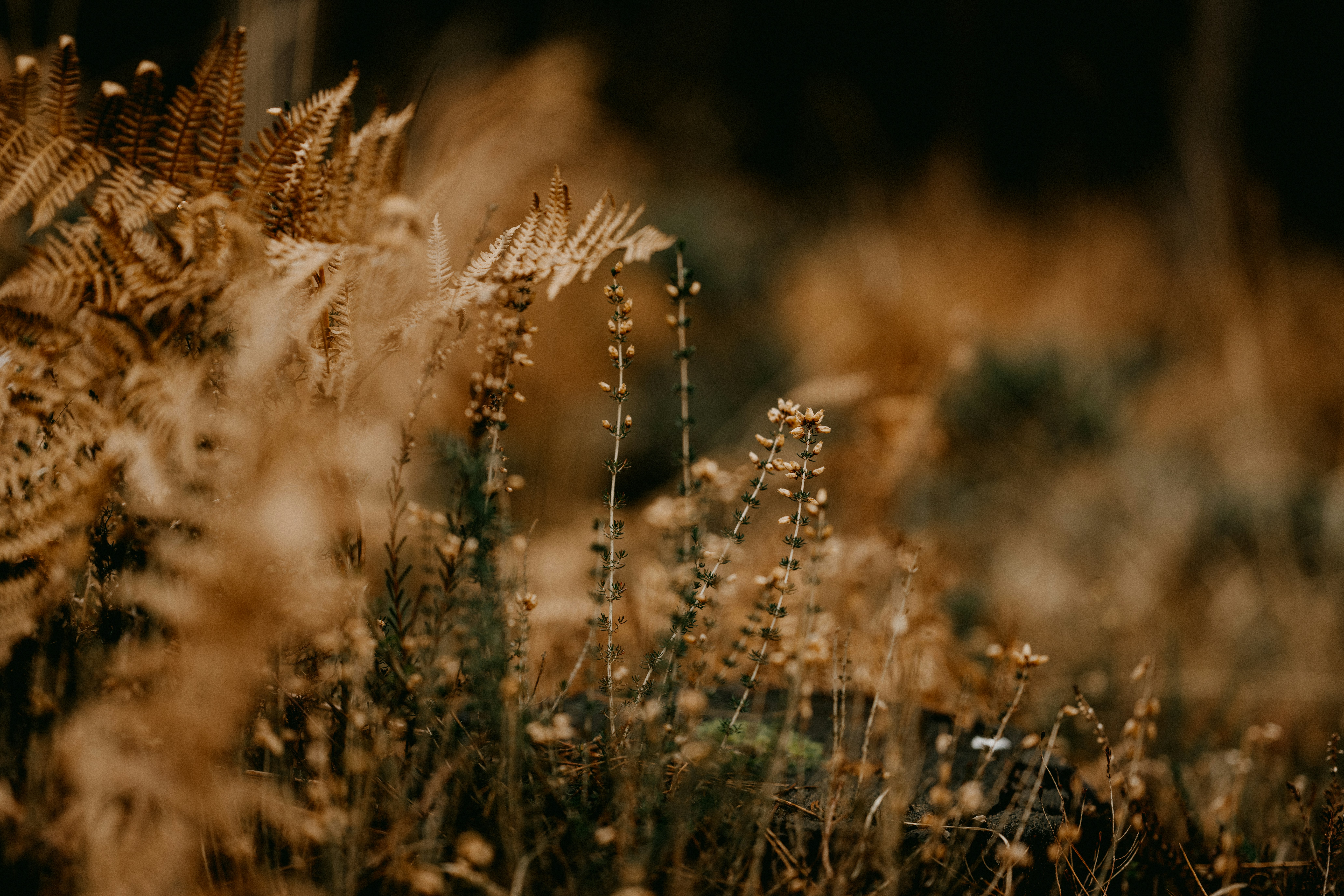 Photo by anniespratt