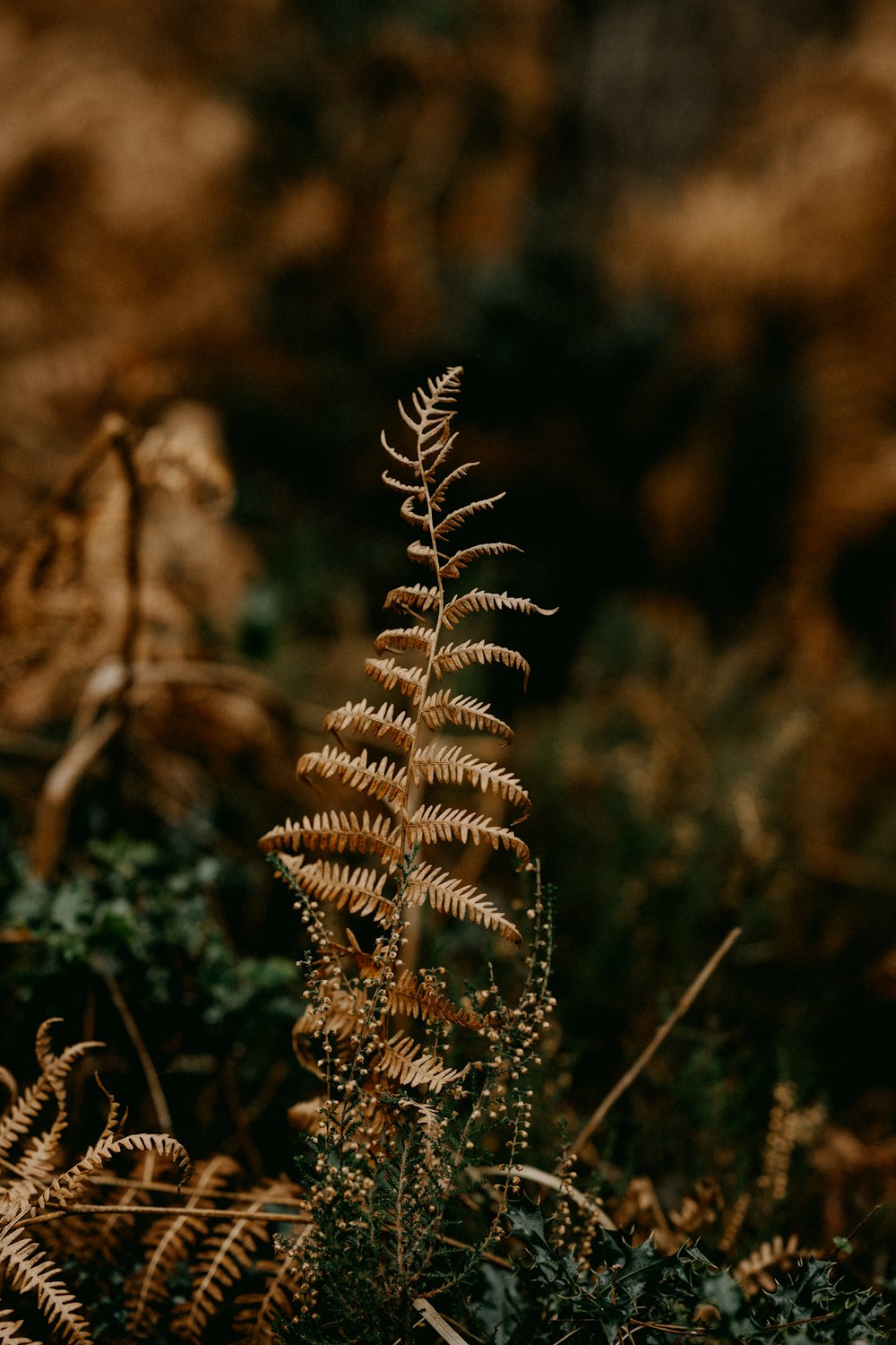 a close up of a plant