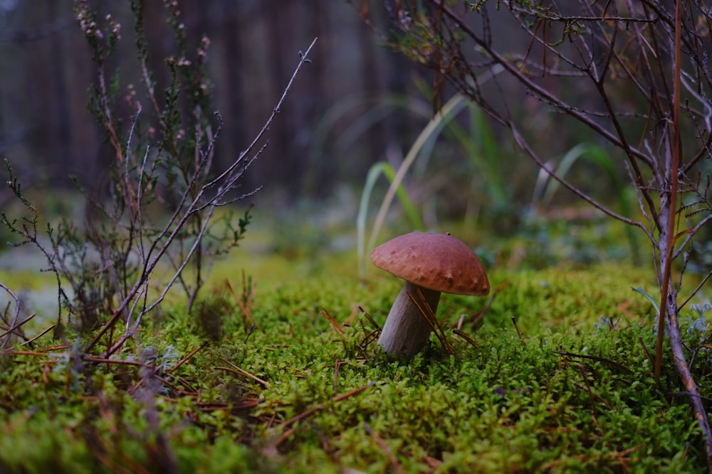 a mushroom sitting on top of a lush green field