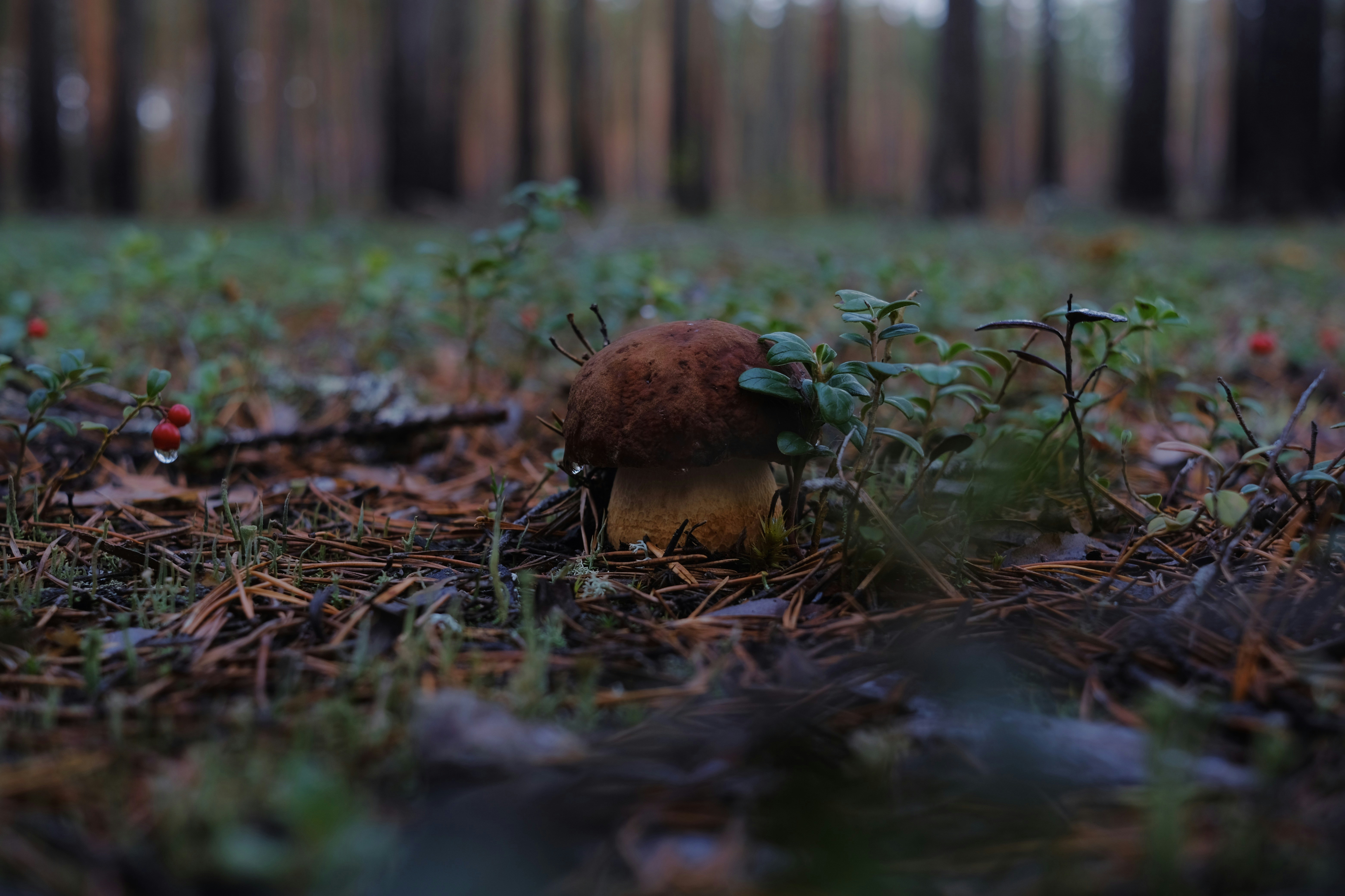 Photo by sesambrotchen