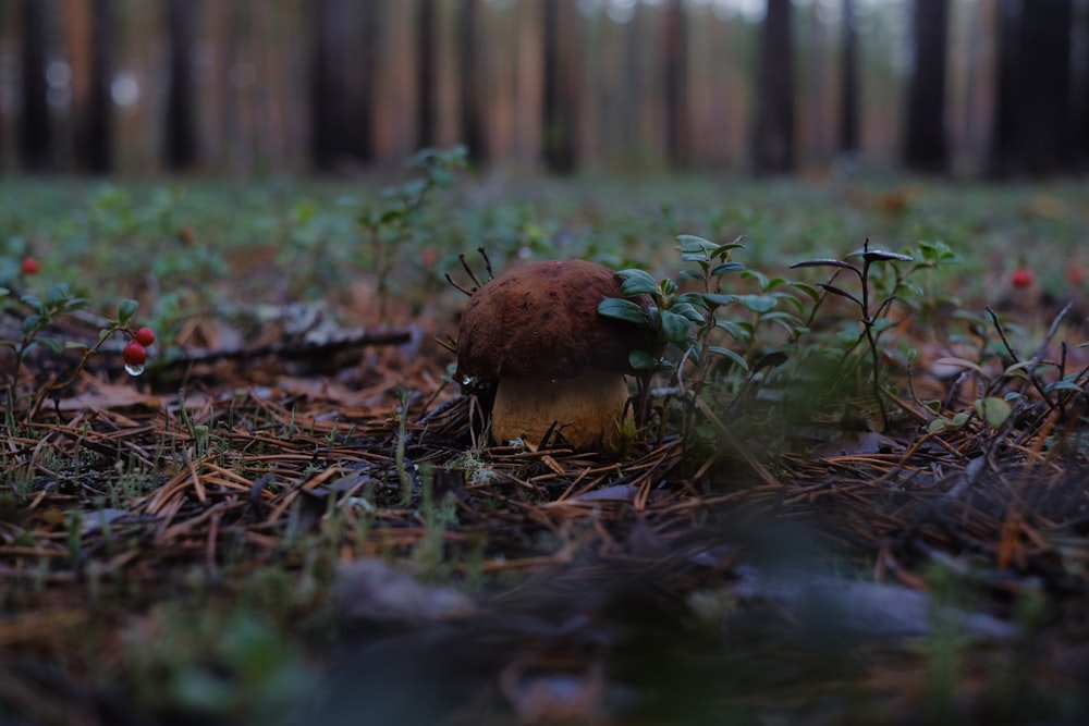 a small mushroom sitting in the middle of a forest