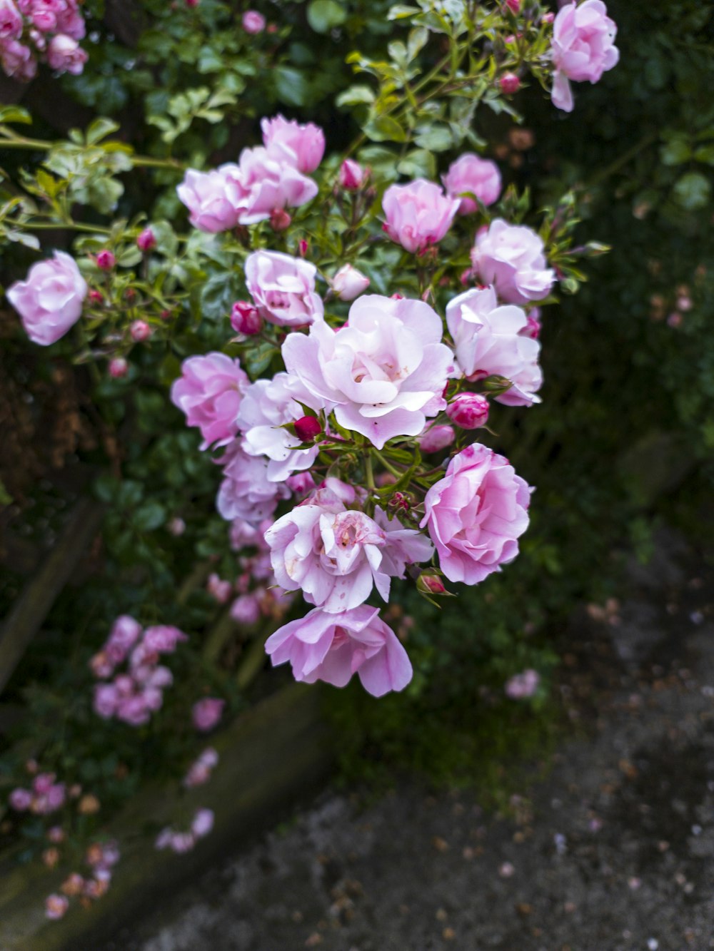 a bunch of pink flowers in a garden