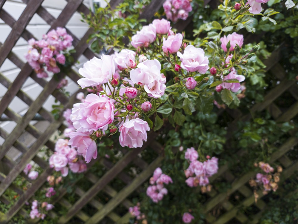 a bush of pink flowers next to a wooden fence